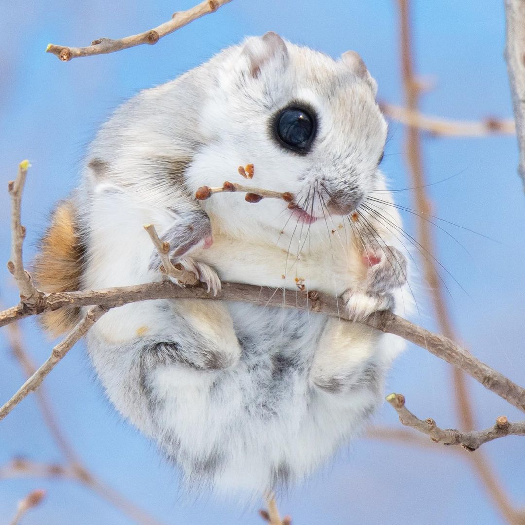 Japanese Flying Squirrel - Squirrel, Rodents, Wild animals, wildlife, Asia, The photo