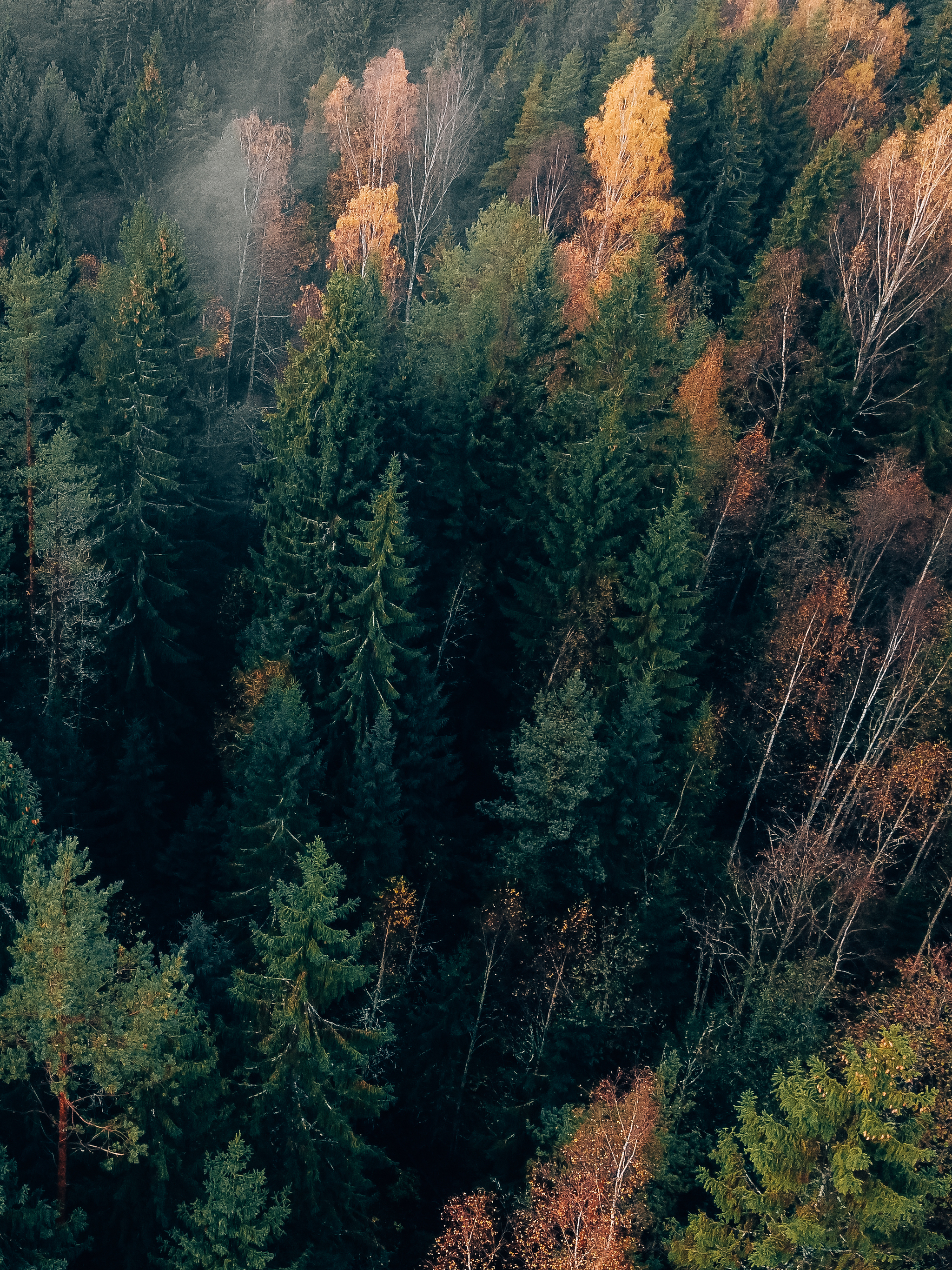 Autumn in the Leningrad region - My, Forest, Road, Lake, Aerial photography, Quadcopter, Leningrad region, Longpost