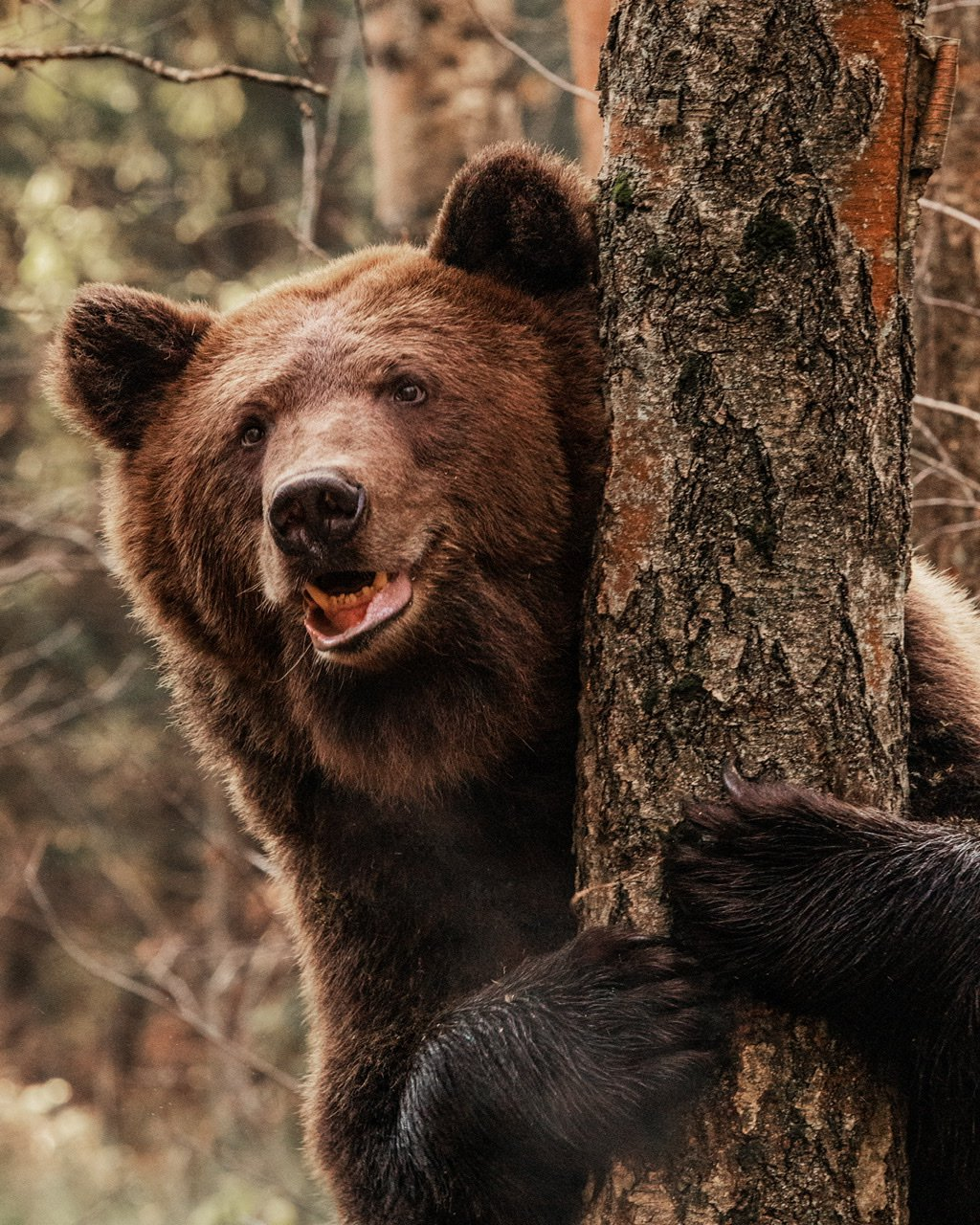 Misha shyly peeks out from behind a tree - Brown bears, The Bears, Wild animals, Tree, Peeps out, The photo, Paws, The national geographic