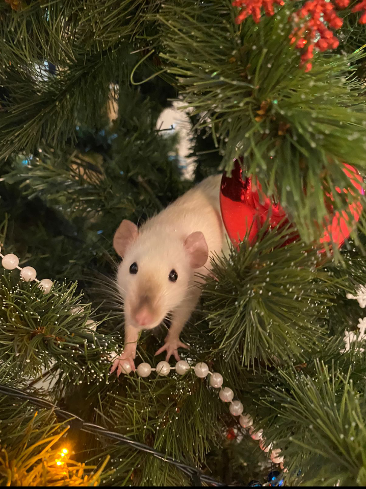 Towards the New Year! - Rat, Rat Chronicles, New Year