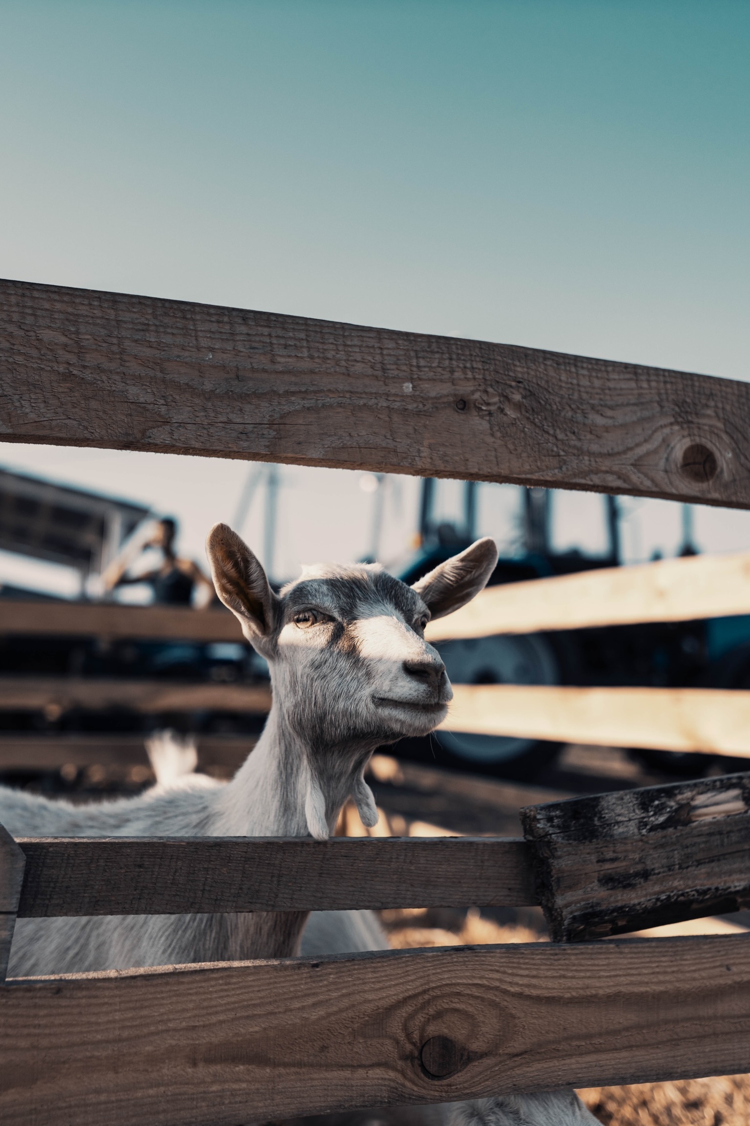 Oh those eyes... - My, Sony, Goat, Eyes, Models, Summer