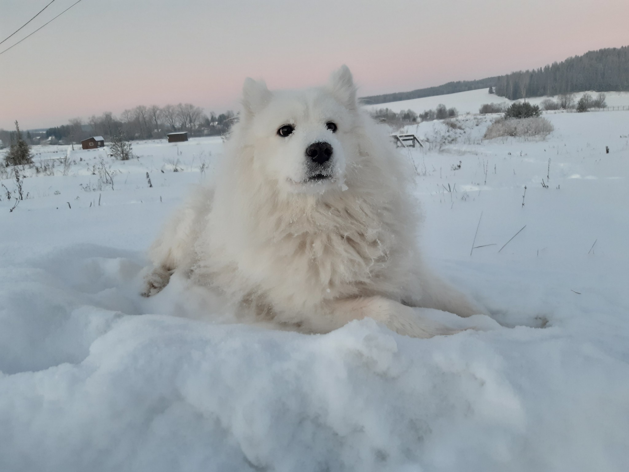 Однажды в студеную зимнюю пору... - Моё, Зимняя рыбалка, Форель, Рыба, Фотография, Длиннопост, Лишний вес, Холод, Собака, Самоед, Зима, Снег