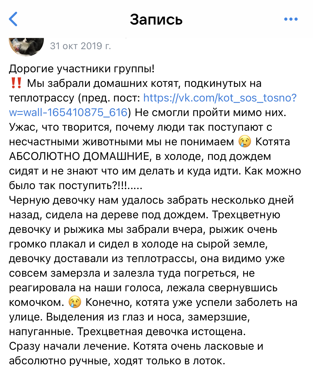 Где находить ответственные ручки и как не ошибиться в своём выборе?! Моя новая-старая подопечная в тяжёлом состоянии доставлена в Клинику - Моё, Кот, Котята, Спасение животных, Помощь животным, Бездомные животные, Домашние животные, Помощь, Пушистые, Волонтерство, Животные, Лечение, Ветеринария, Безответственность, Видео, Длиннопост