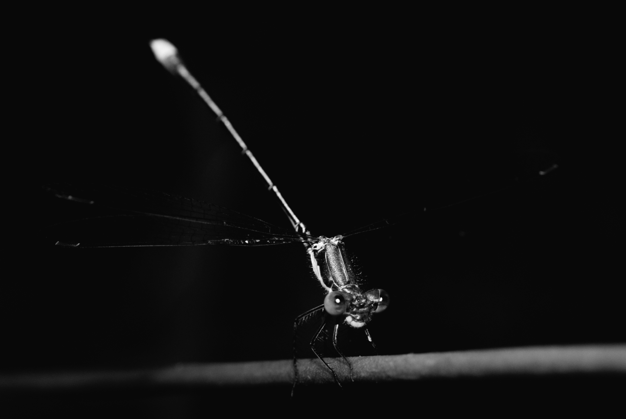 Dragonfly of an unknown model to me - My, The photo, Insects, Black and white photo, Animals