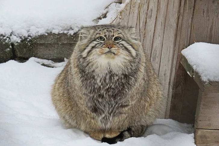 Manul from the Novosibirsk zoo prepared for winter - Pallas' cat, Novosibirsk Zoo, Fluffy, Wild animals, Small cats, Predatory animals, Cat family, Milota, Youtube, Video