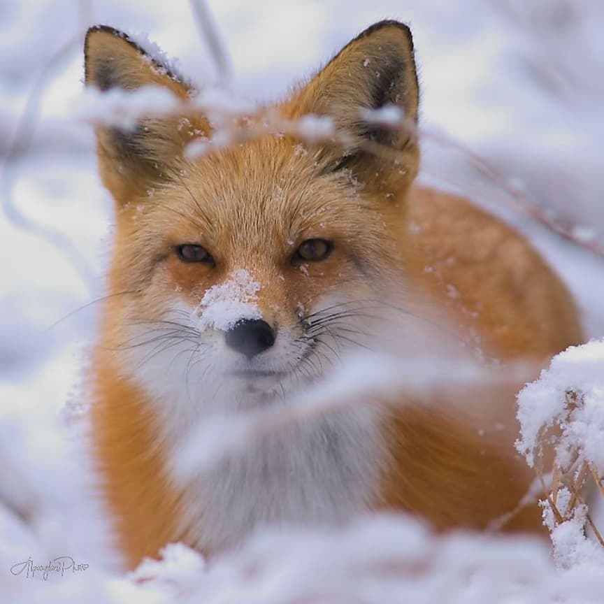 Cunning - Fox, The photo, Milota