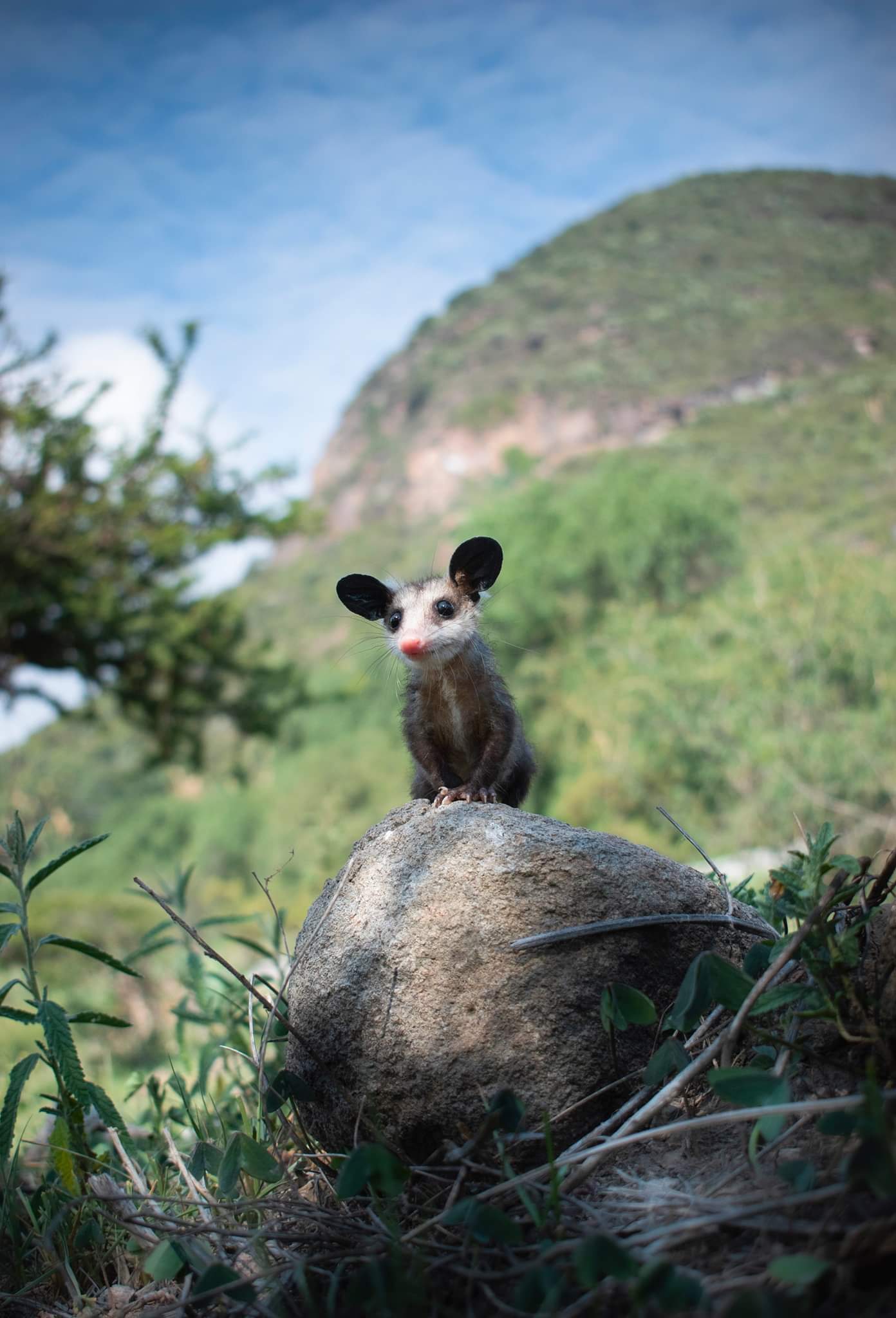 Posing) - Animals, Milota, Opossum, Young, The photo