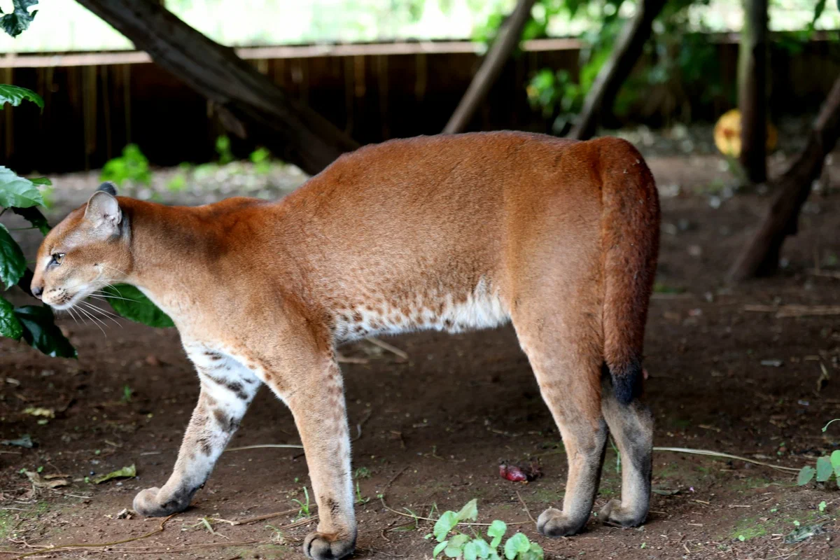 Golden Cat: A relative of the caracal from the impenetrable African jungle. A secretive beast that is hard to find - Wild animals, Animal book, Yandex Zen, Longpost, Small cats, Cat family, Predatory animals