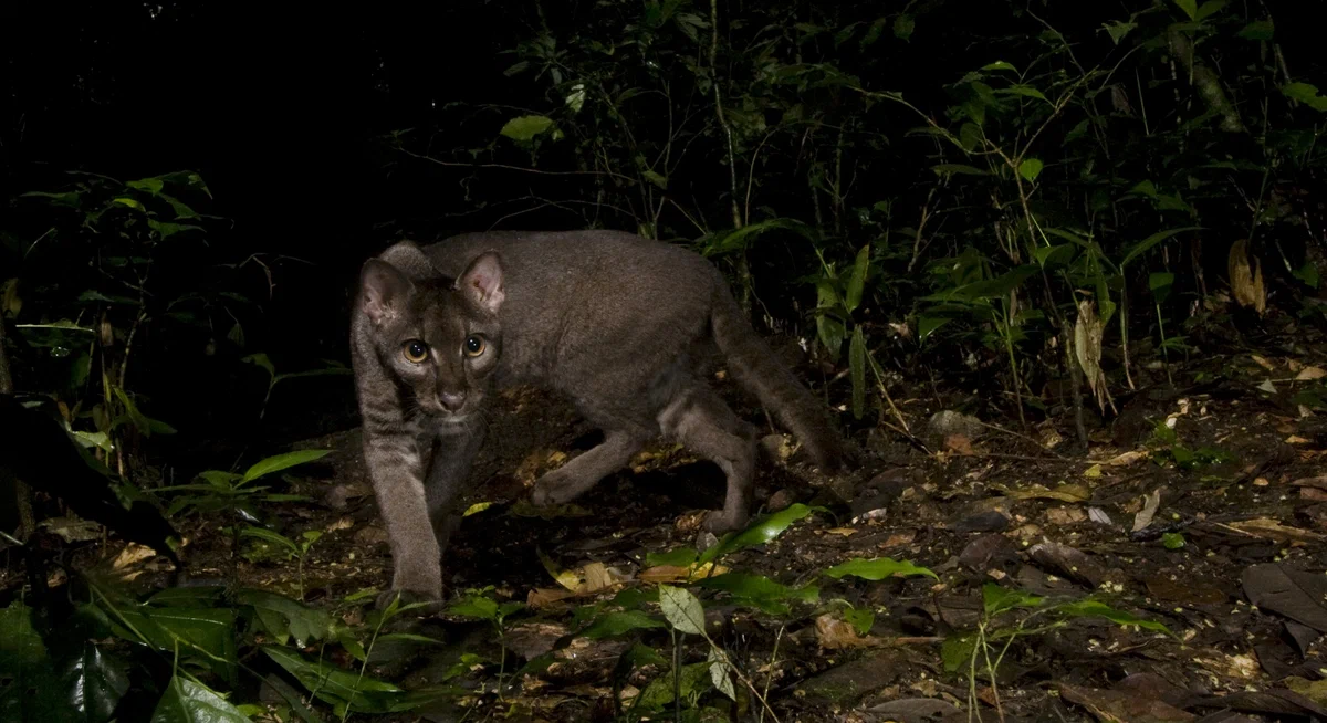 Golden Cat: A relative of the caracal from the impenetrable African jungle. A secretive beast that is hard to find - Wild animals, Animal book, Yandex Zen, Longpost, Small cats, Cat family, Predatory animals