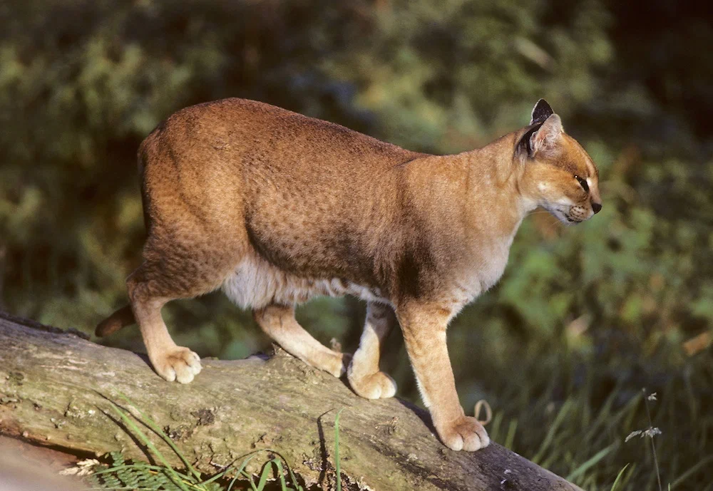 Golden Cat: A relative of the caracal from the impenetrable African jungle. A secretive beast that is hard to find - Wild animals, Animal book, Yandex Zen, Longpost, Small cats, Cat family, Predatory animals