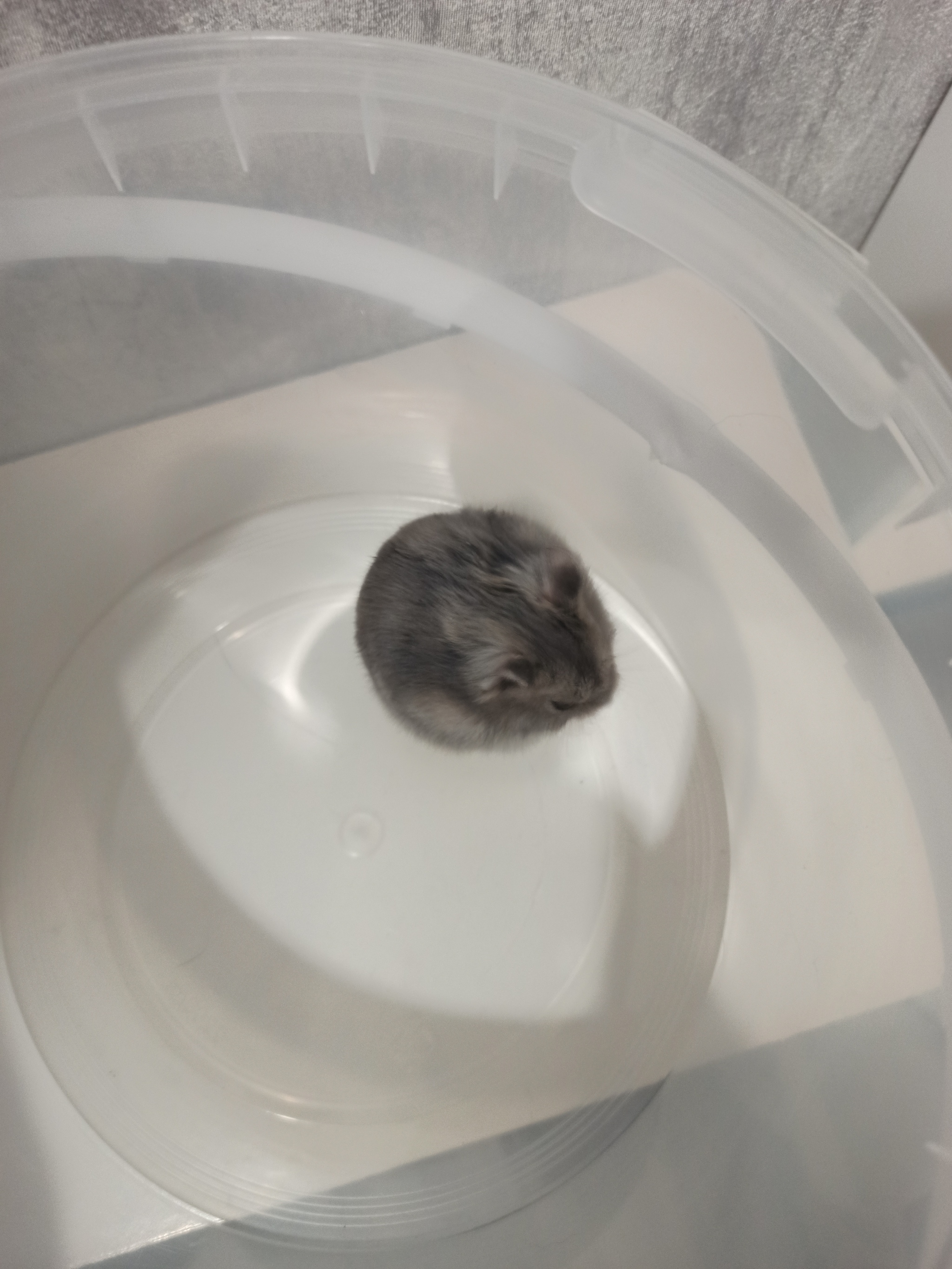 Mouse or Hamster? - My, Animals, Menagerie, Longpost, Dzungarian hamster, Rodents, Uninvited guests, The photo, Who is this?