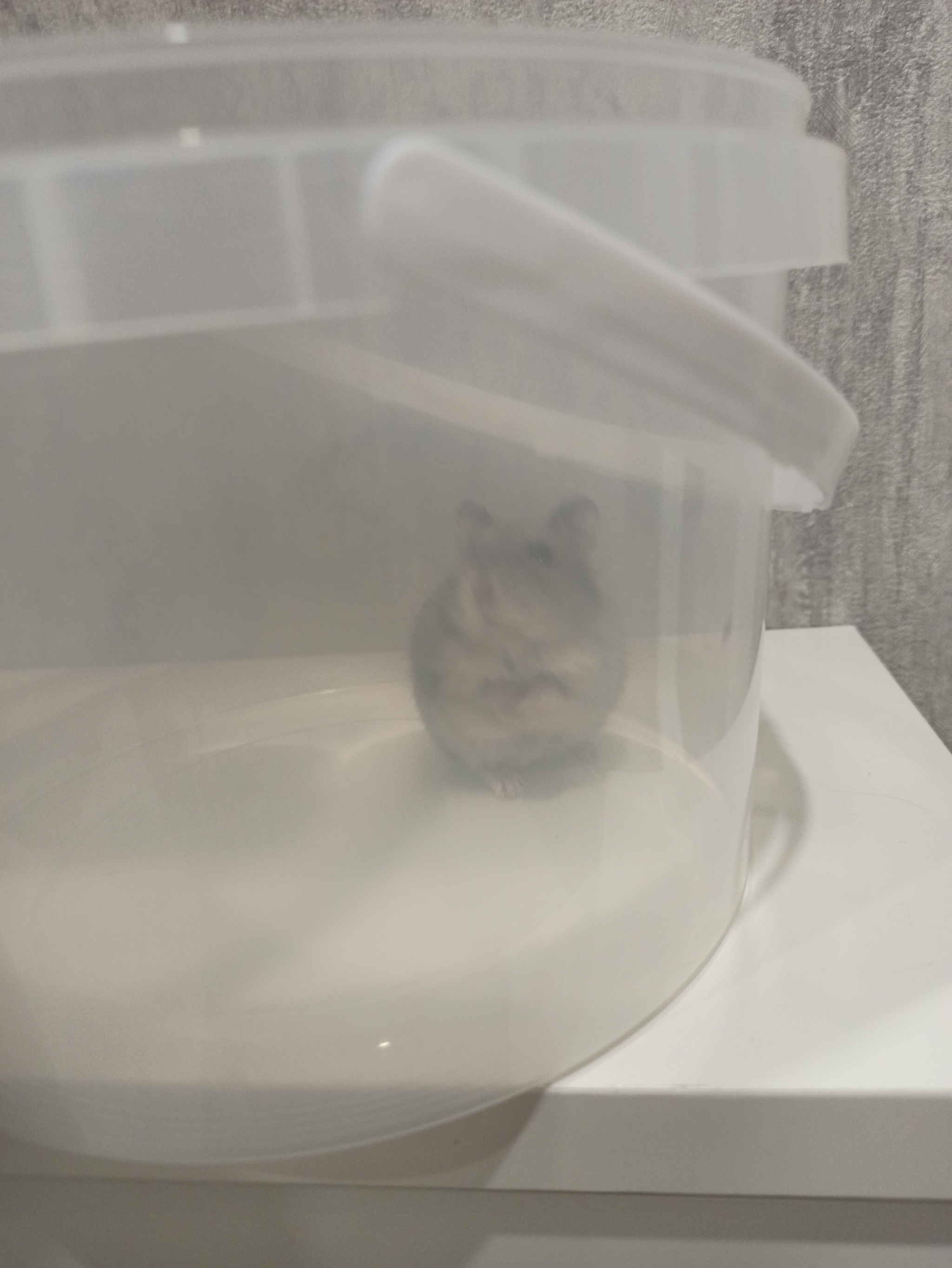 Mouse or Hamster? - My, Animals, Menagerie, Longpost, Dzungarian hamster, Rodents, Uninvited guests, The photo, Who is this?