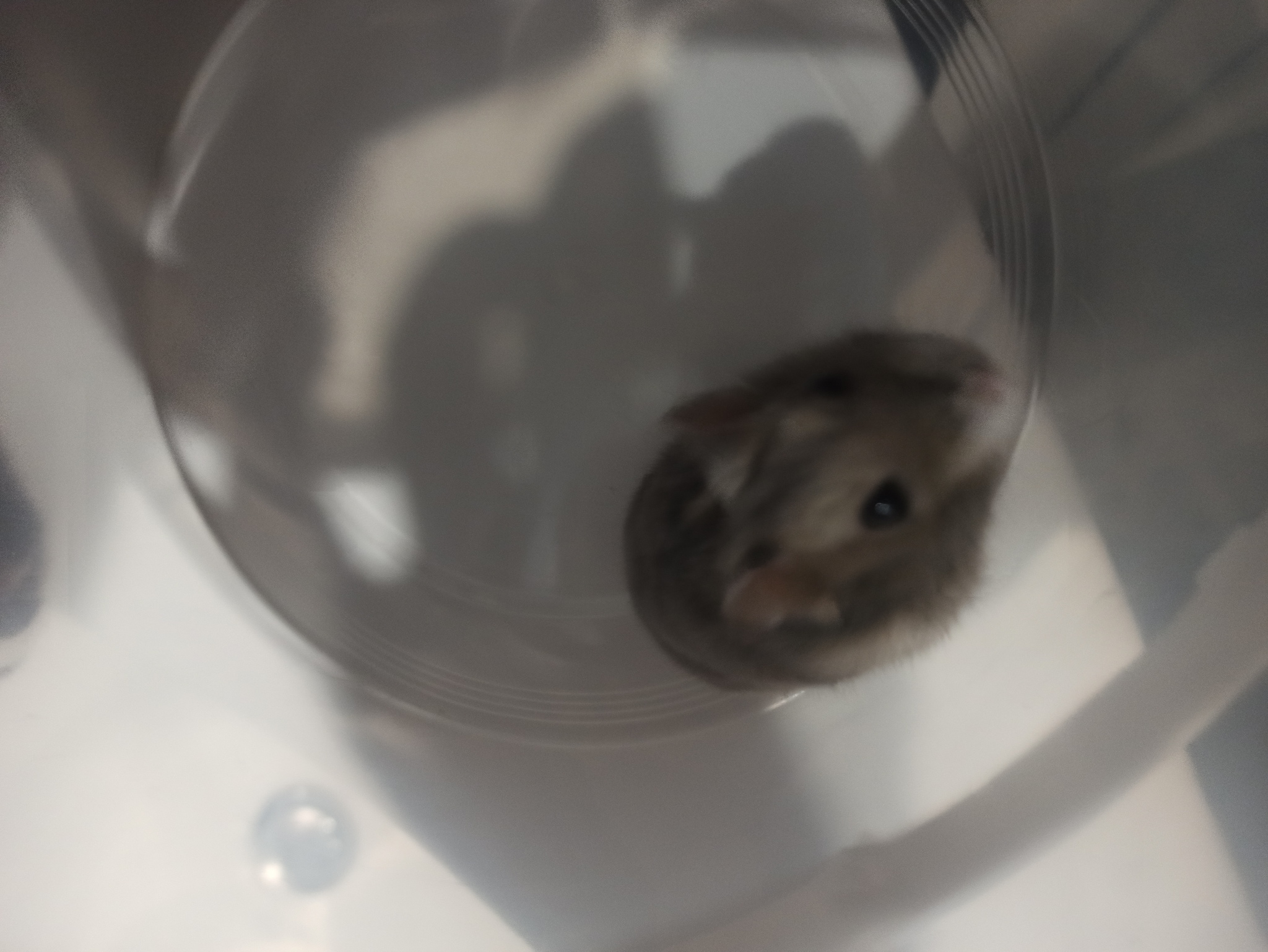 Mouse or Hamster? - My, Animals, Menagerie, Longpost, Dzungarian hamster, Rodents, Uninvited guests, The photo, Who is this?