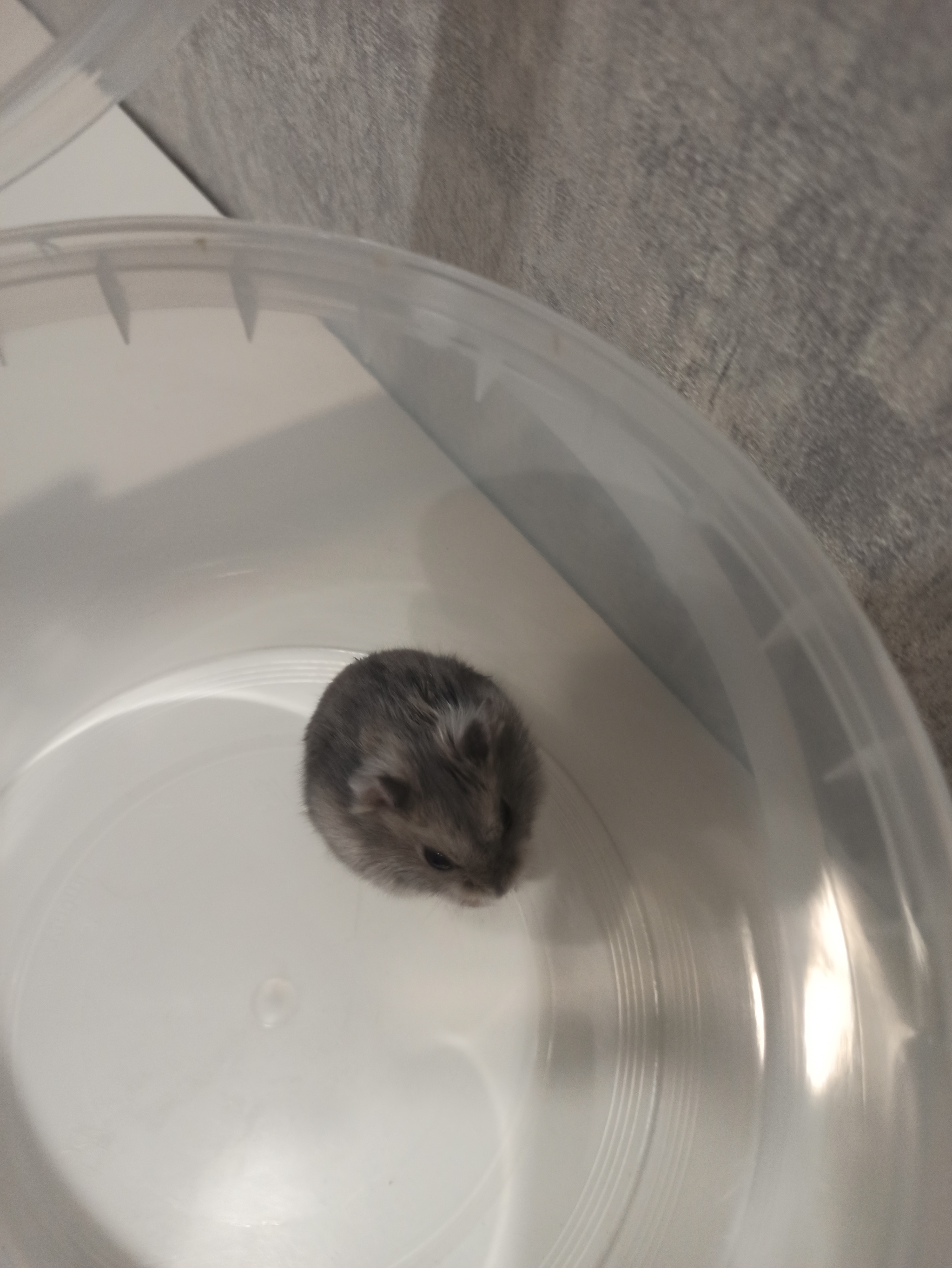 Mouse or Hamster? - My, Animals, Menagerie, Longpost, Dzungarian hamster, Rodents, Uninvited guests, The photo, Who is this?