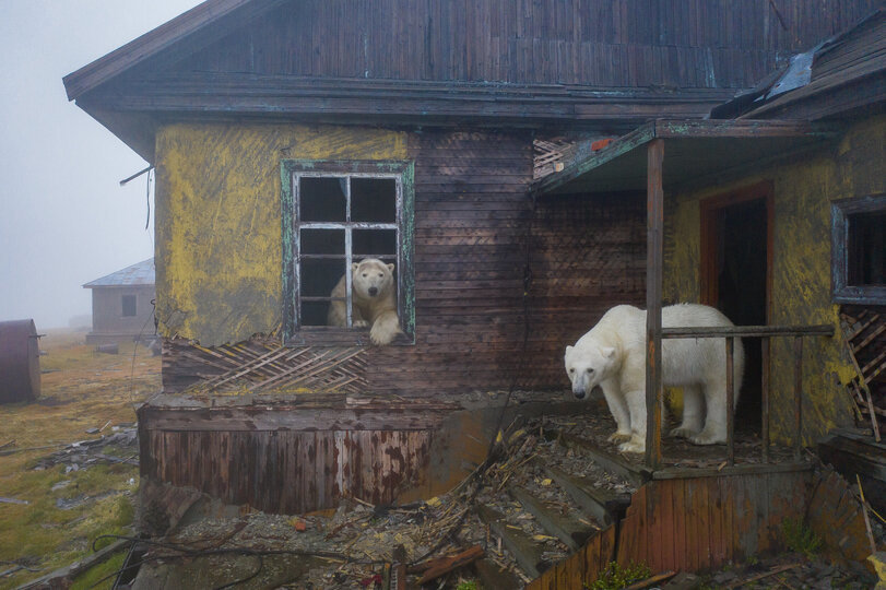 It seems that this bear did not call us - The Bears, Polar bear, Meteorology, Abandoned