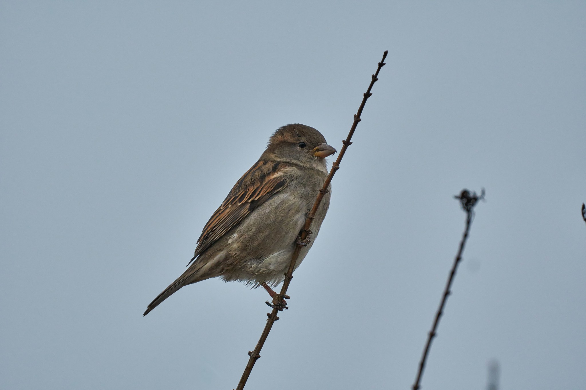 Birds of the Kaliningrad region - My, Birds, The photo, Kaliningrad region, Longpost