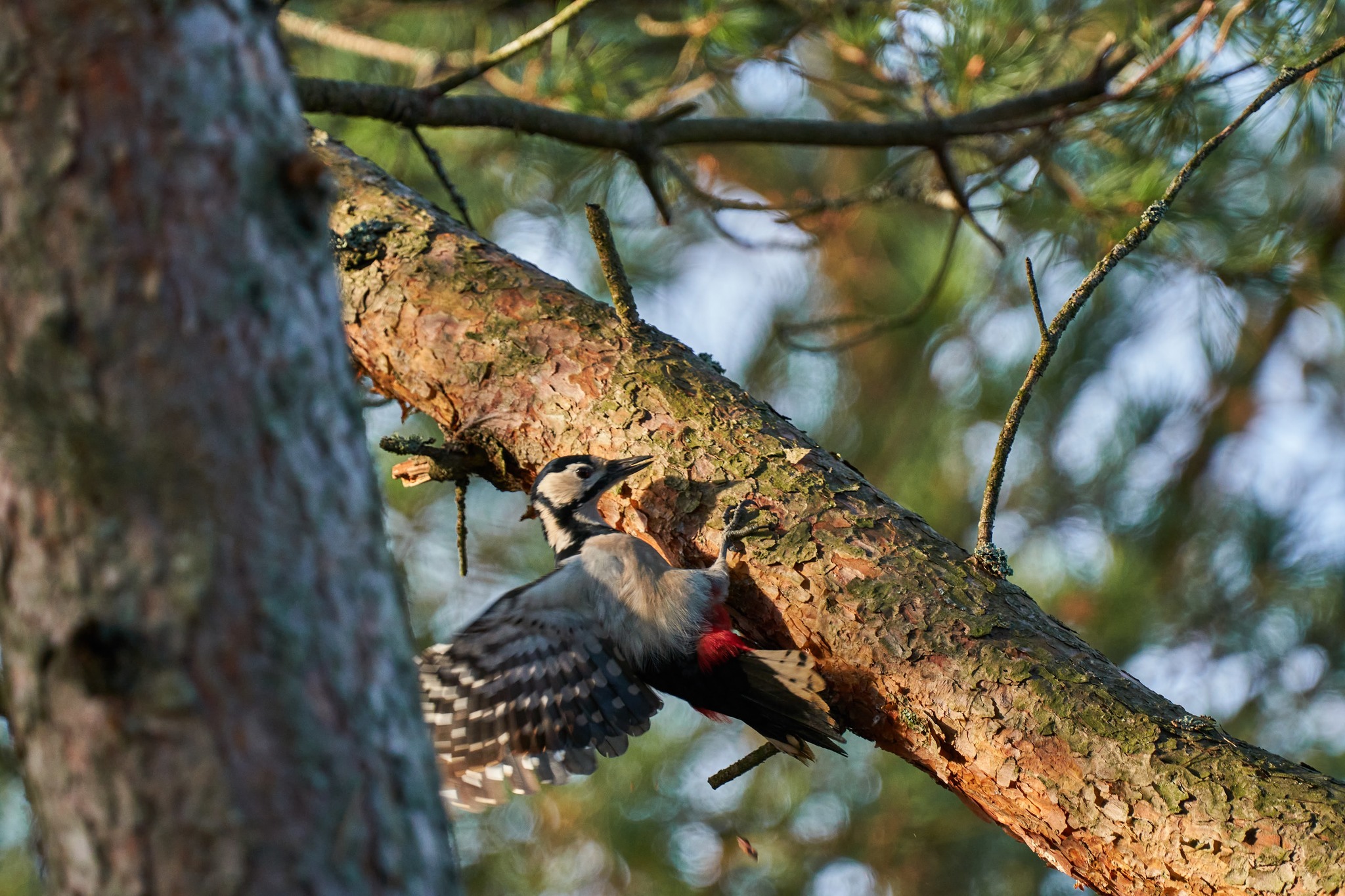 Birds of the Kaliningrad region - My, Birds, The photo, Kaliningrad region, Longpost