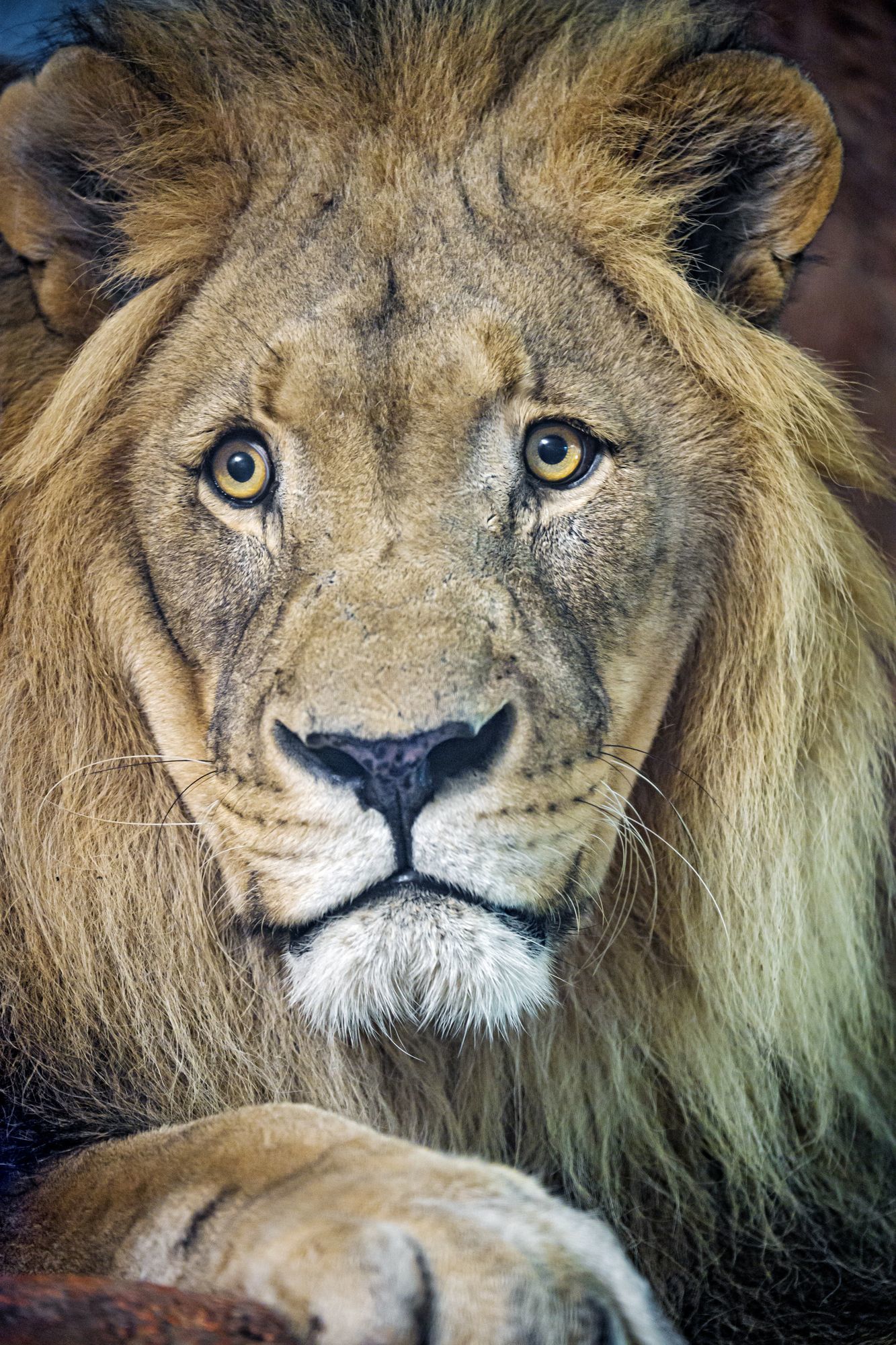 a lion - a lion, Big cats, Cat family, Predatory animals, Wild animals, Zoo, The photo, Longpost, Portrait