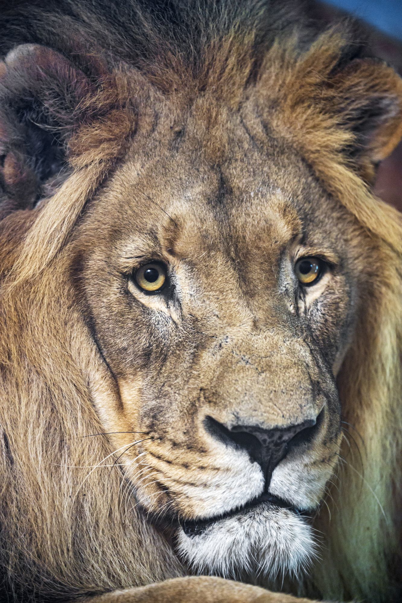 a lion - a lion, Big cats, Cat family, Predatory animals, Wild animals, Zoo, The photo, Longpost, Portrait