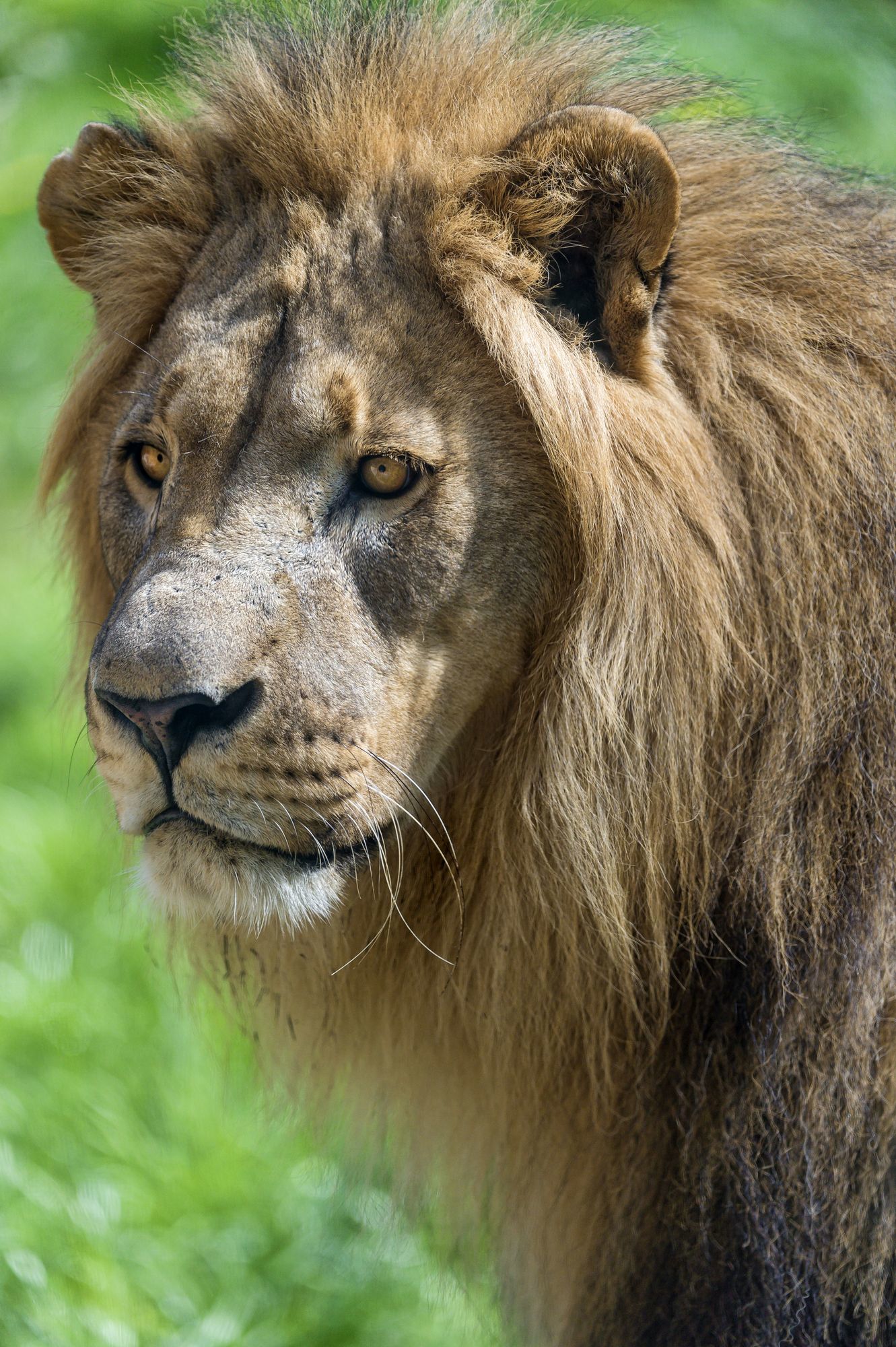 a lion - a lion, Big cats, Cat family, Predatory animals, Wild animals, Zoo, The photo, Longpost, Portrait