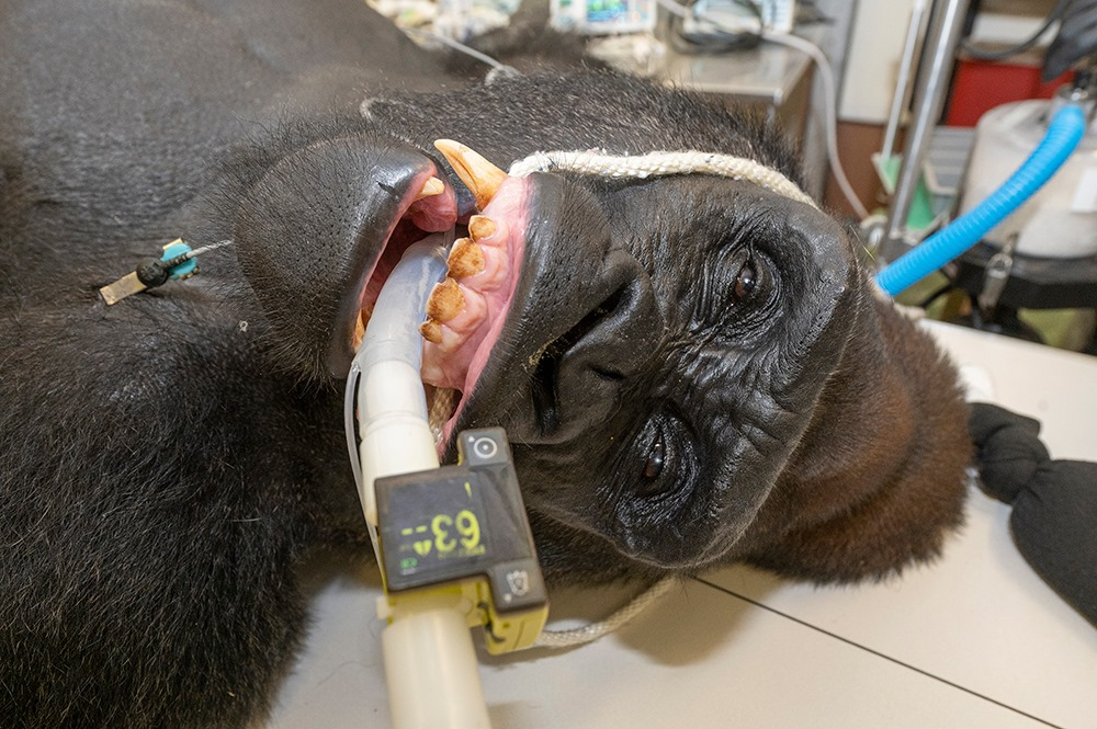 How the gorilla was cured at the Miami zoo - Gorilla, Pneumonia, Pneumonia, Helping animals, Vet, Zoo, Miami, USA, Treatment, Wild animals, Primates, The photo, The national geographic, Doctors, Longpost