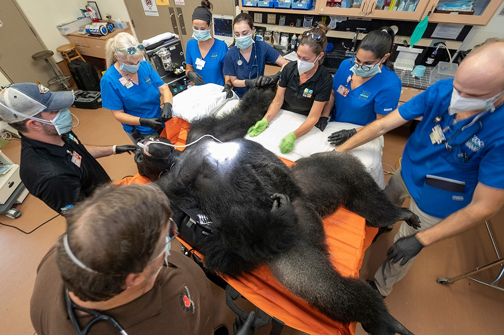 How the gorilla was cured at the Miami zoo - Gorilla, Pneumonia, Pneumonia, Helping animals, Vet, Zoo, Miami, USA, Treatment, Wild animals, Primates, The photo, The national geographic, Doctors, Longpost