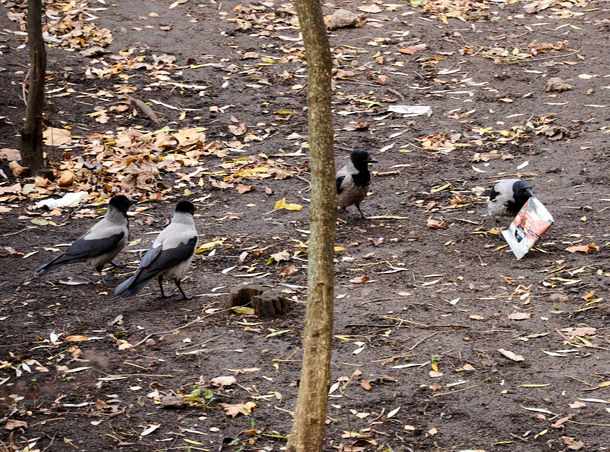 - A beak and a kind word can achieve more than a kind word - My, Crow, Smart Crows, Fight, Longpost