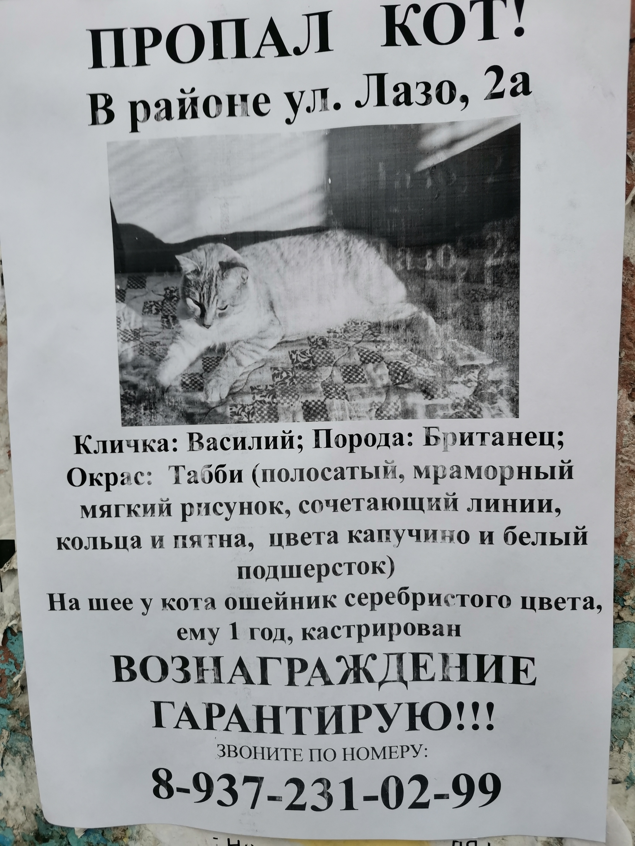 The cat is gone. Syzran, in the area of ??st. Lazo, 2a - My, Lost cat, cat, Syzran, Longpost