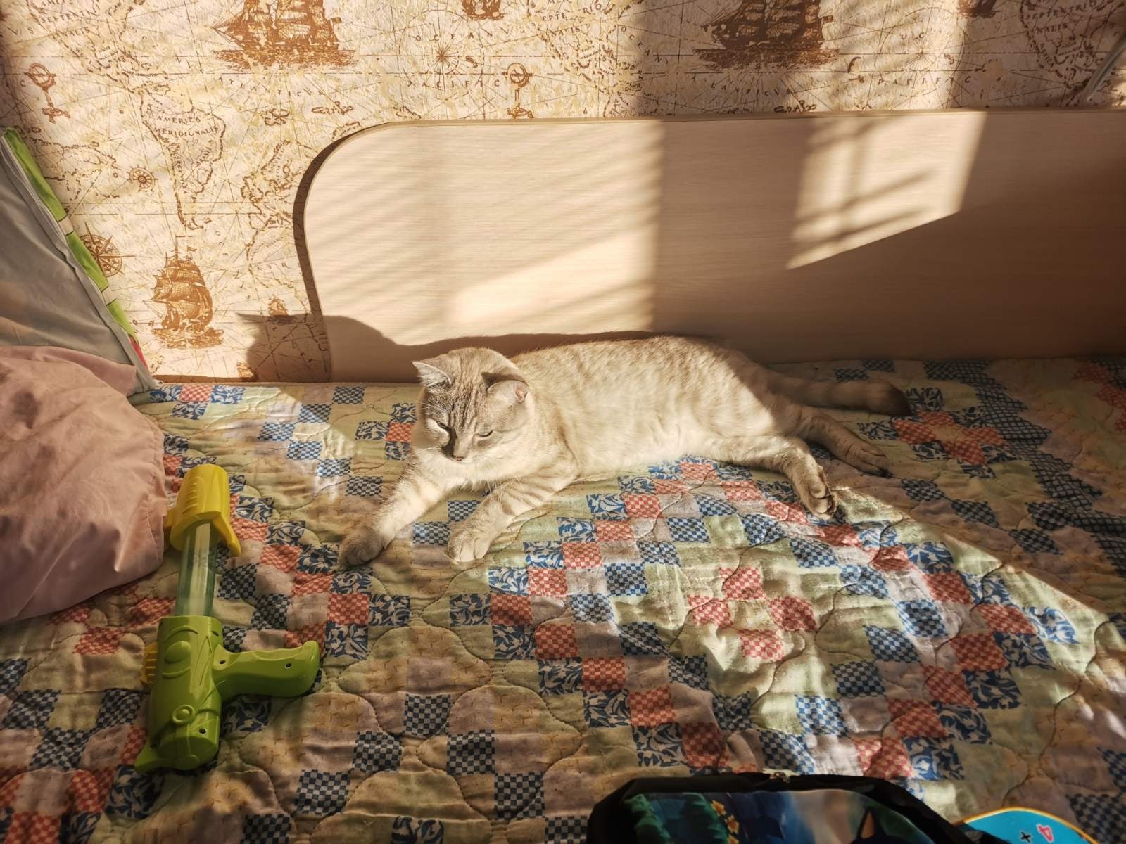 The cat is gone. Syzran, in the area of ??st. Lazo, 2a - My, Lost cat, cat, Syzran, Longpost