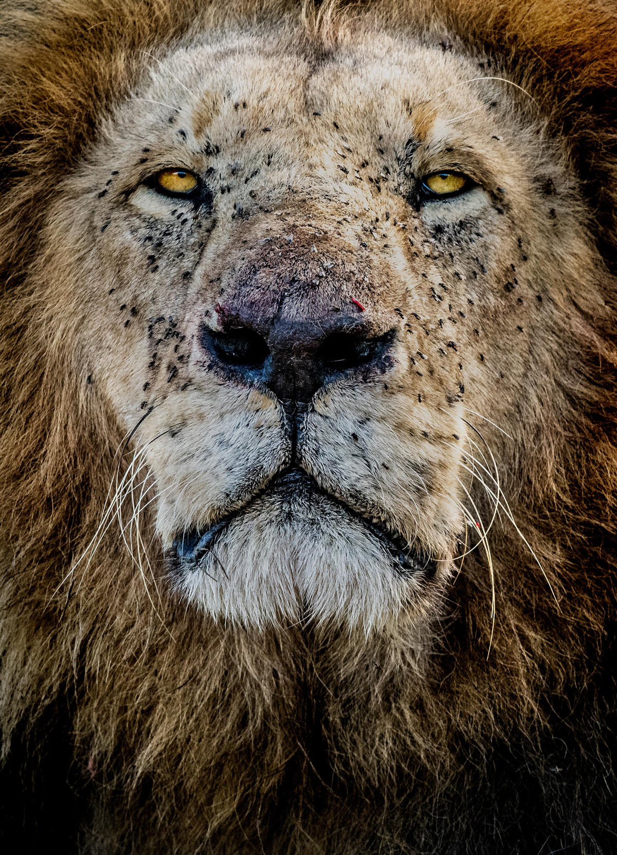 Stern look - a lion, Big cats, Cat family, Predatory animals, Wild animals, wildlife, Reserves and sanctuaries, Masai Mara, Africa, The photo, Portrait