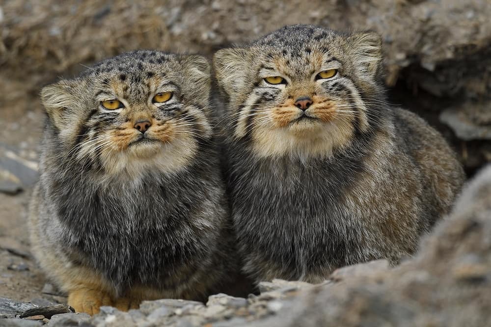 Smooth together, you have two hands - Wild animals, The photo, Predatory animals, Cat family, Pallas' cat, Pet the cat, Fluffy, Small cats