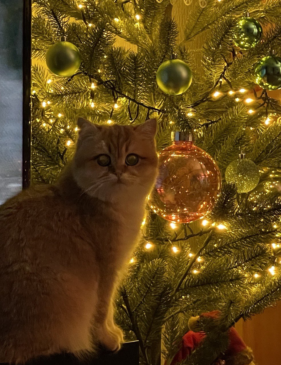 Christmas mood - cat, The photo, Christmas tree, Pre-holiday mood, British Golden Chinchilla