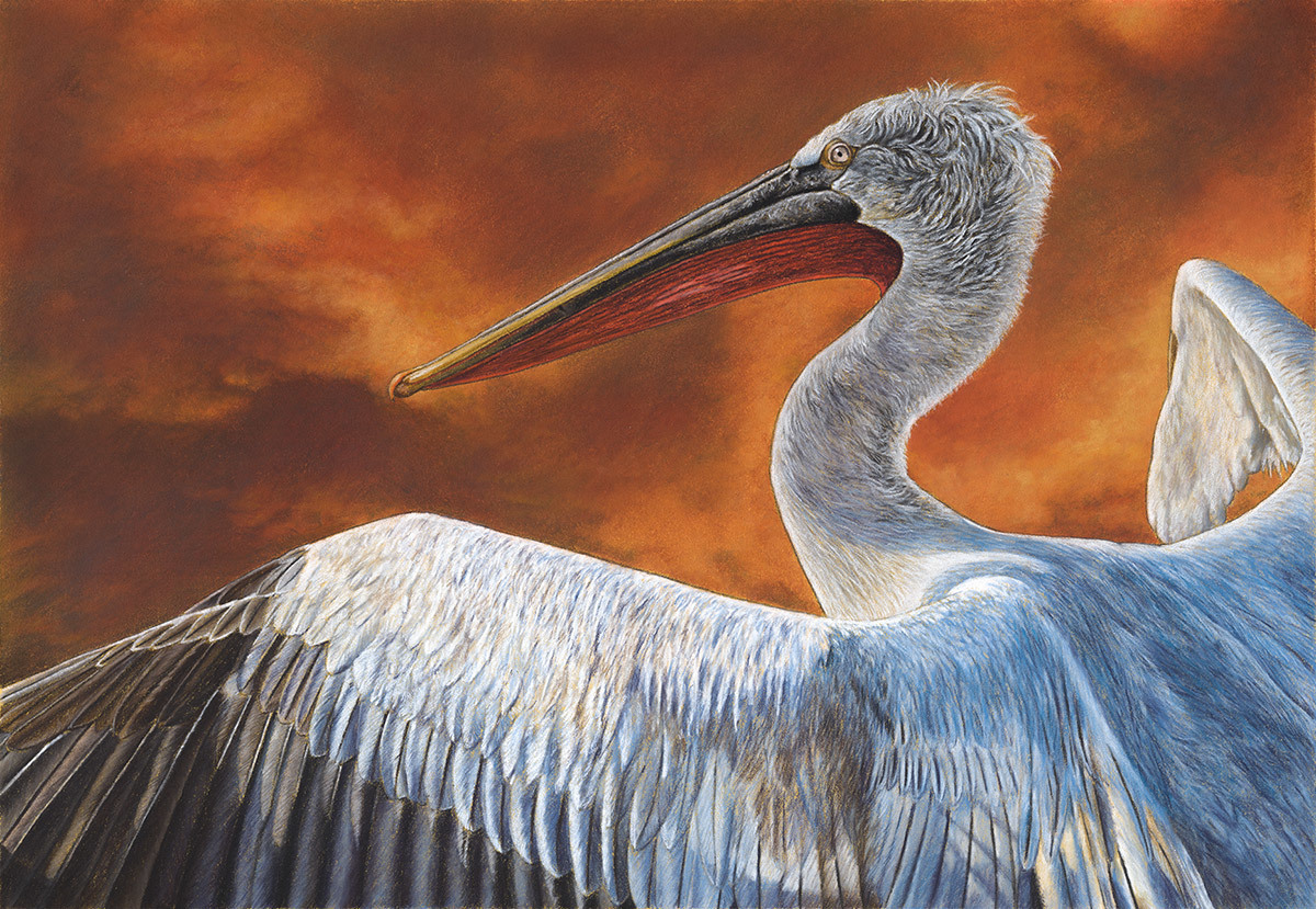 Storm Pelican - My, Drawing, Birds, Pastel, Animalistics, Pelican