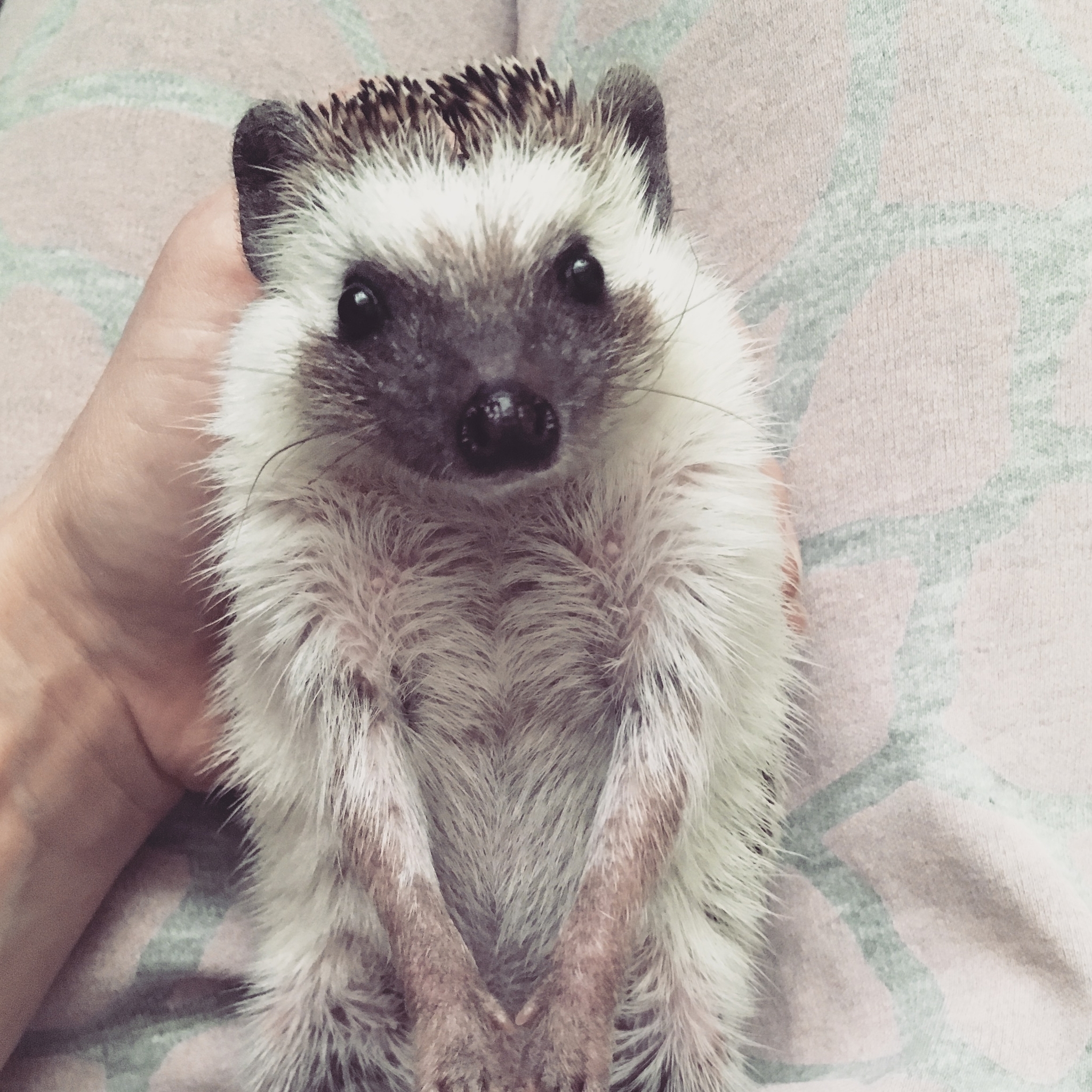 My cake - My, African pygmy hedgehog, Hedgehog, Longpost