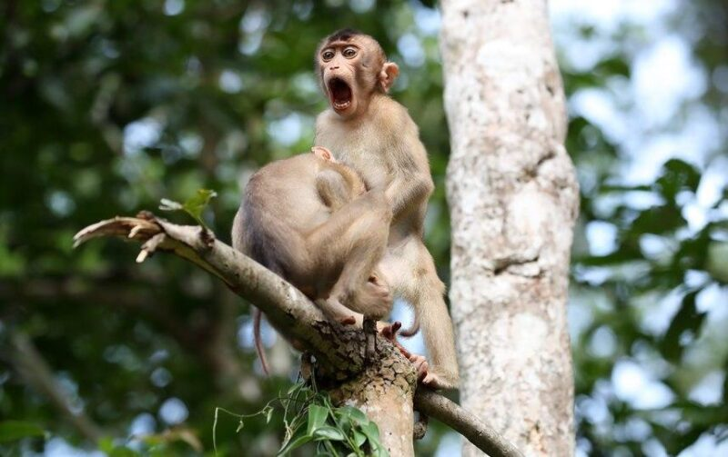 Hanky ??panky - Monkey, Primates, Hanky ??panky, Wild animals, The photo, The national geographic