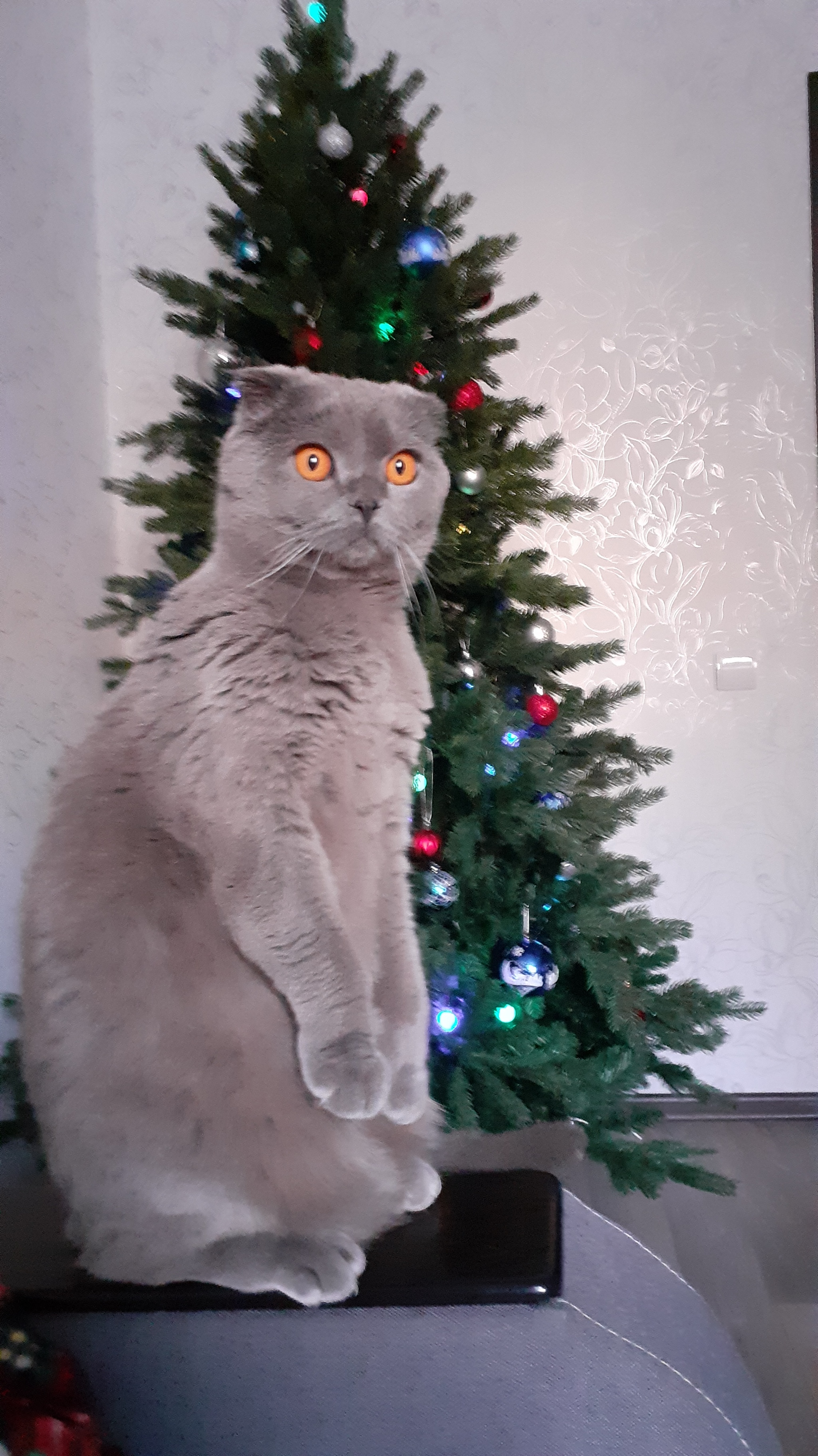 How is the new year coming soon? - My, cat, New Year, Christmas trees, Longpost