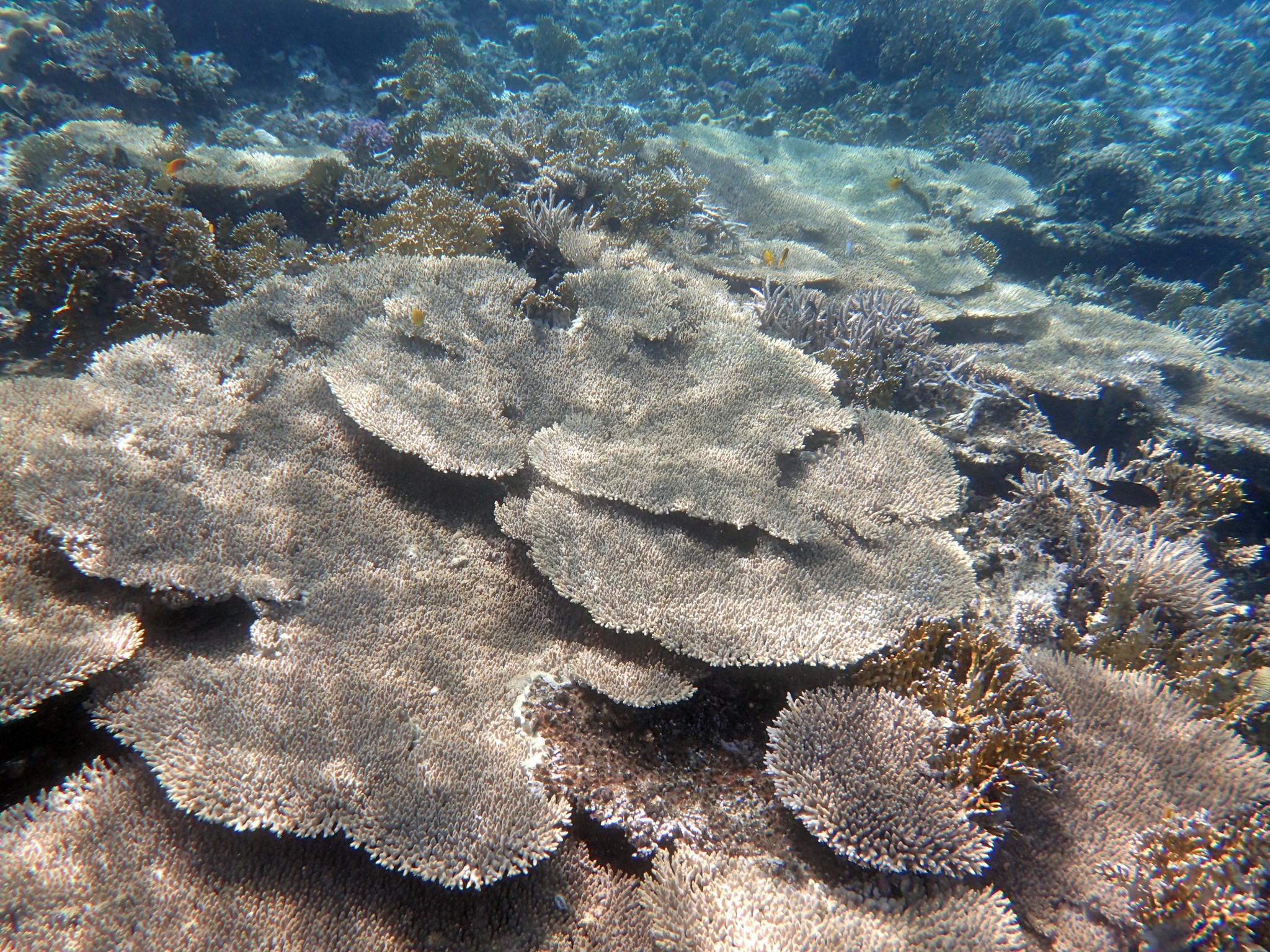 The underwater world of the Red Sea. Sahl Hasheesh, Hurghada. 2021 - My, Red sea, Hurghada, Snorkeling, Longpost, 