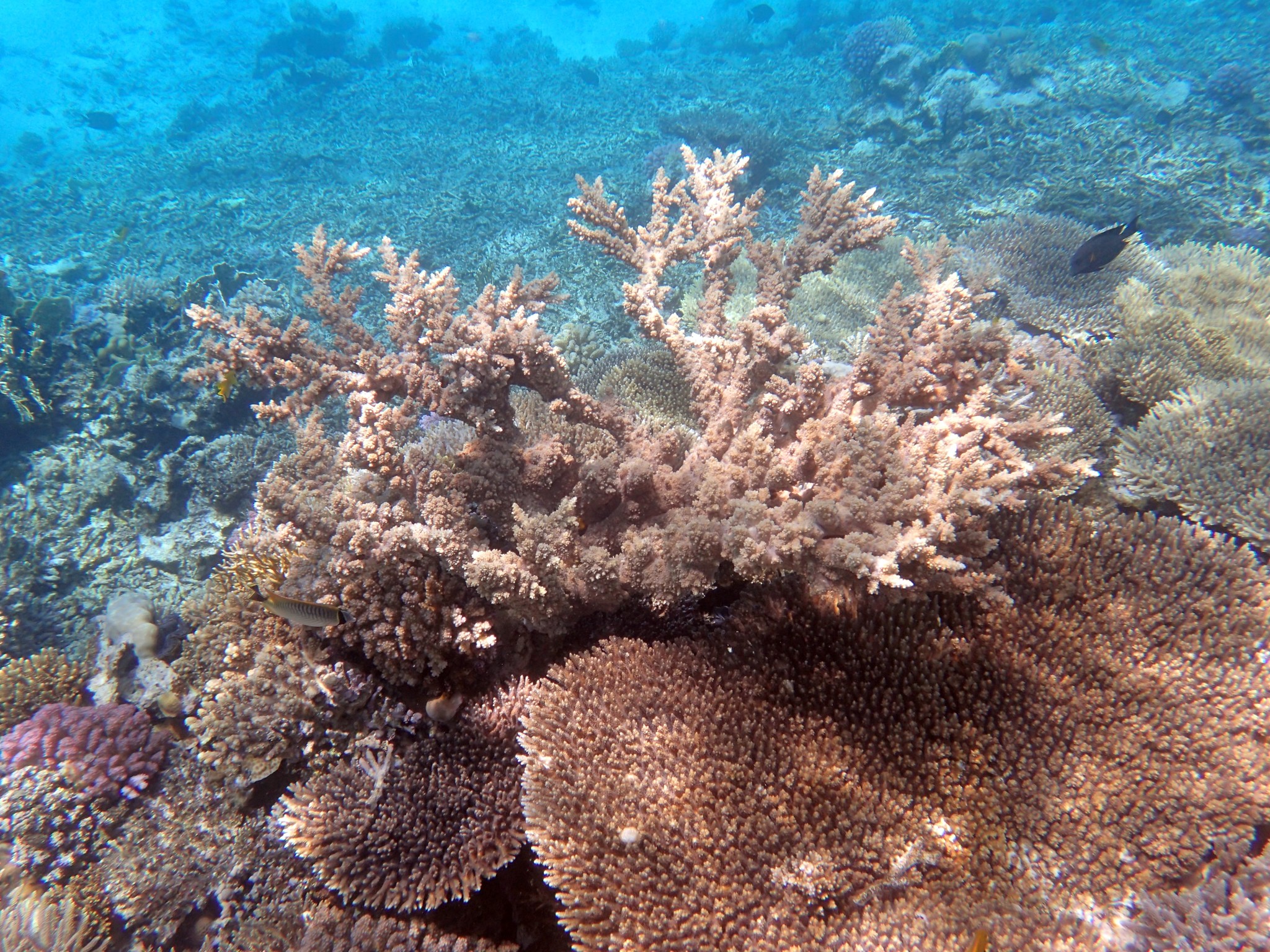 The underwater world of the Red Sea. Sahl Hasheesh, Hurghada. 2021 - My, Red sea, Hurghada, Snorkeling, Longpost, 