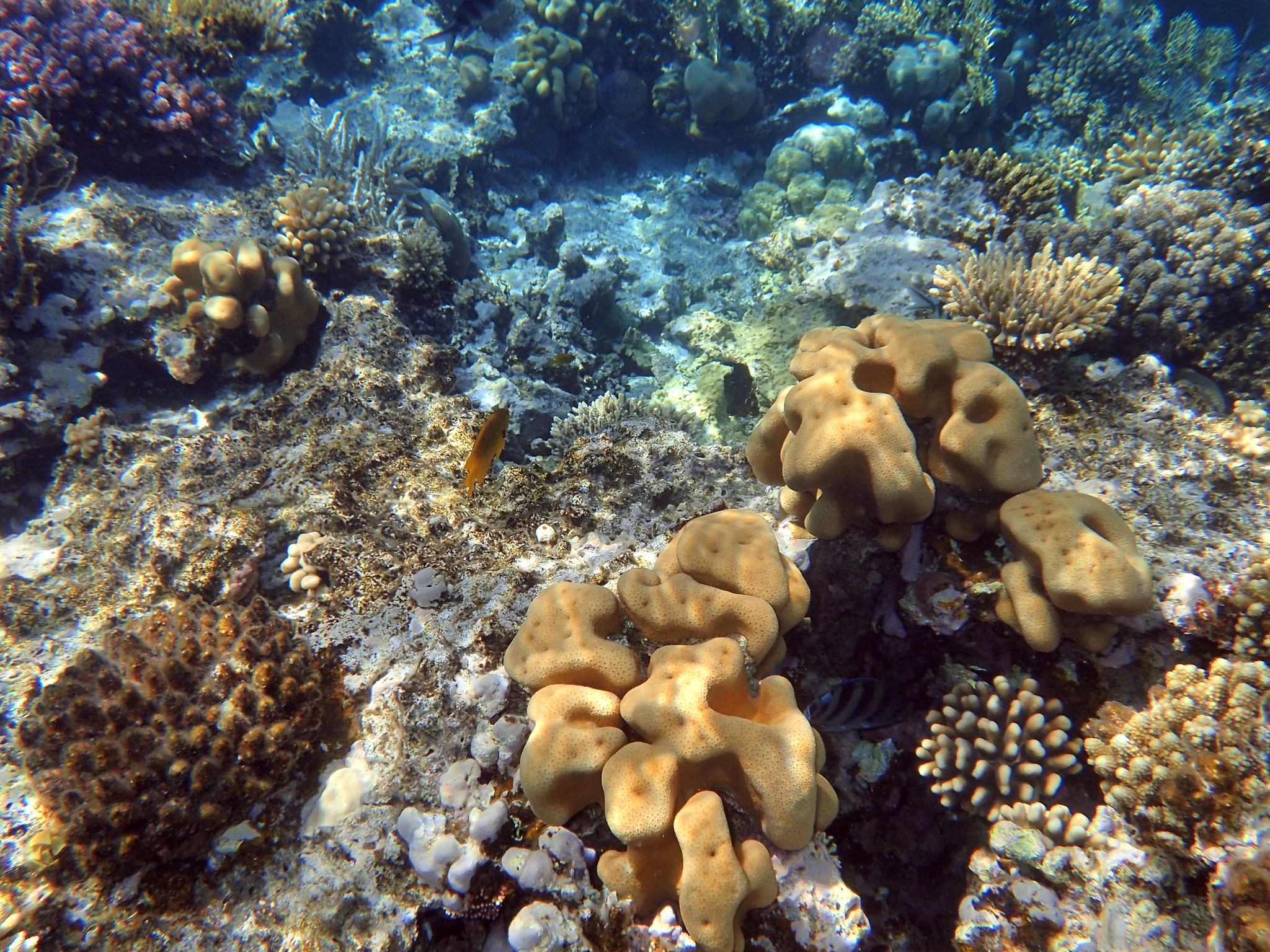 The underwater world of the Red Sea. Sahl Hasheesh, Hurghada. 2021 - My, Red sea, Hurghada, Snorkeling, Longpost, 