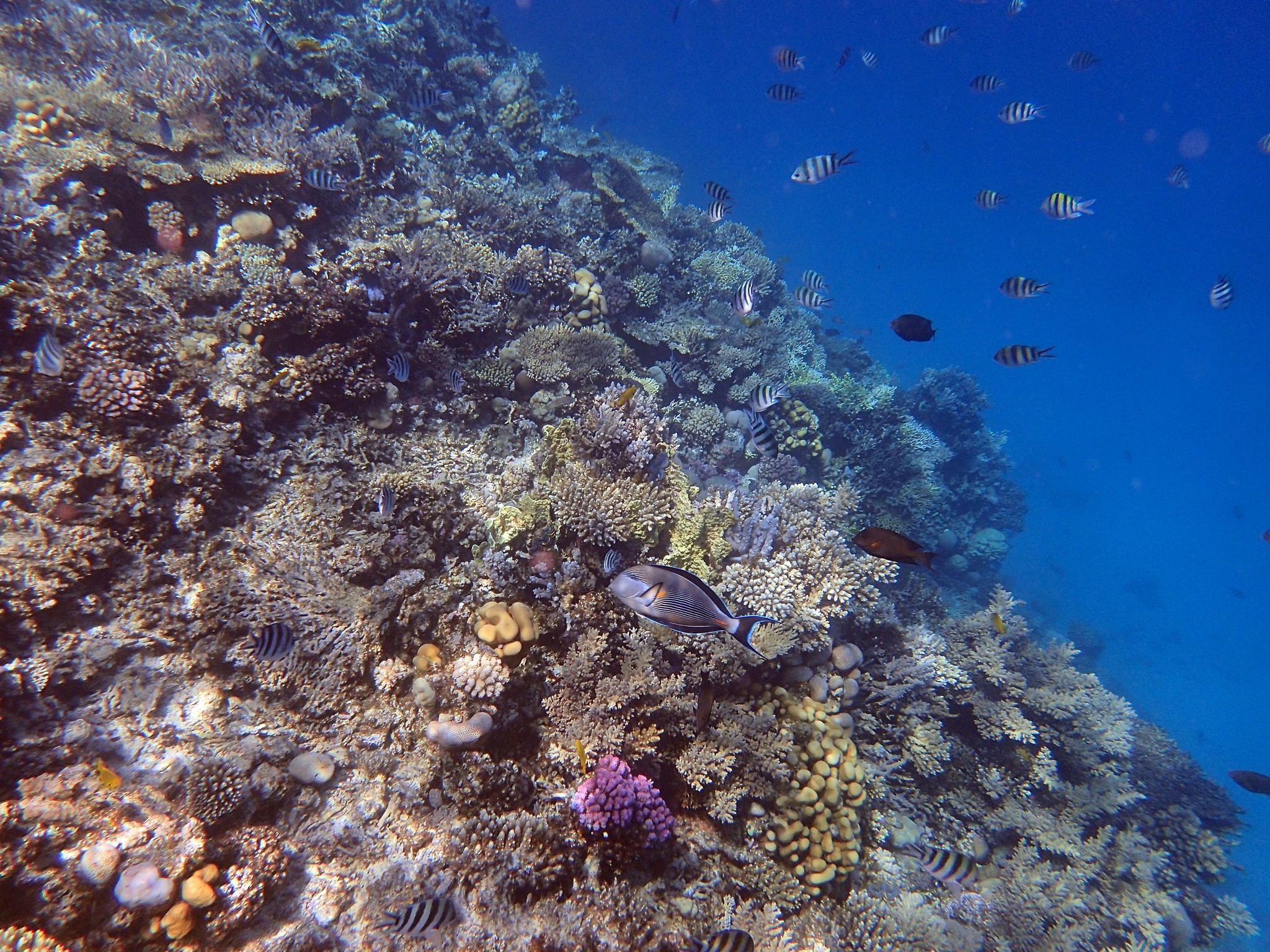 The underwater world of the Red Sea. Sahl Hasheesh, Hurghada. 2021 - My, Red sea, Hurghada, Snorkeling, Longpost, 