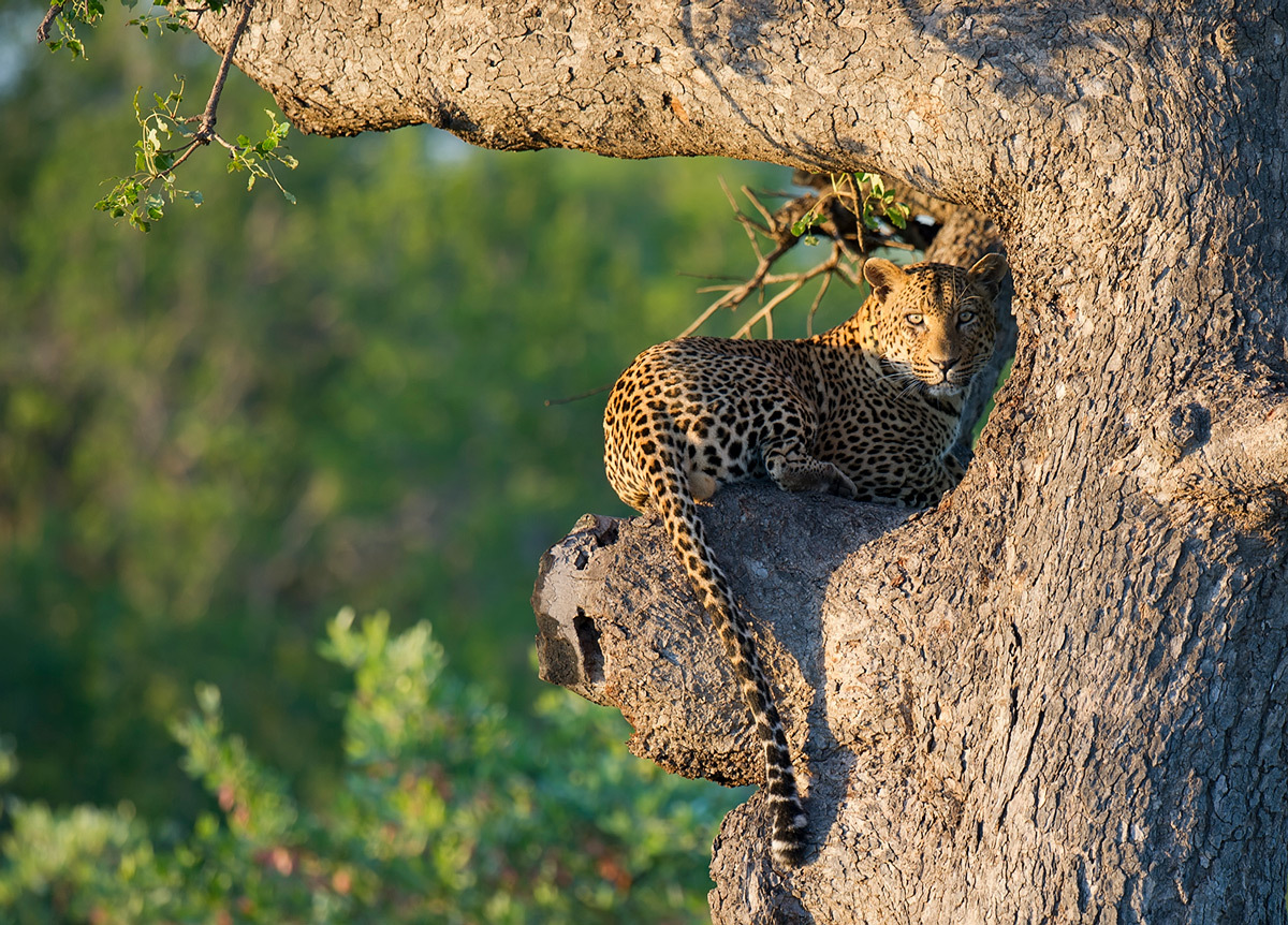 Early morning - Leopard, Big cats, Cat family, Predatory animals, Wild animals, wildlife, Kruger National Park, South Africa, The photo, Tree