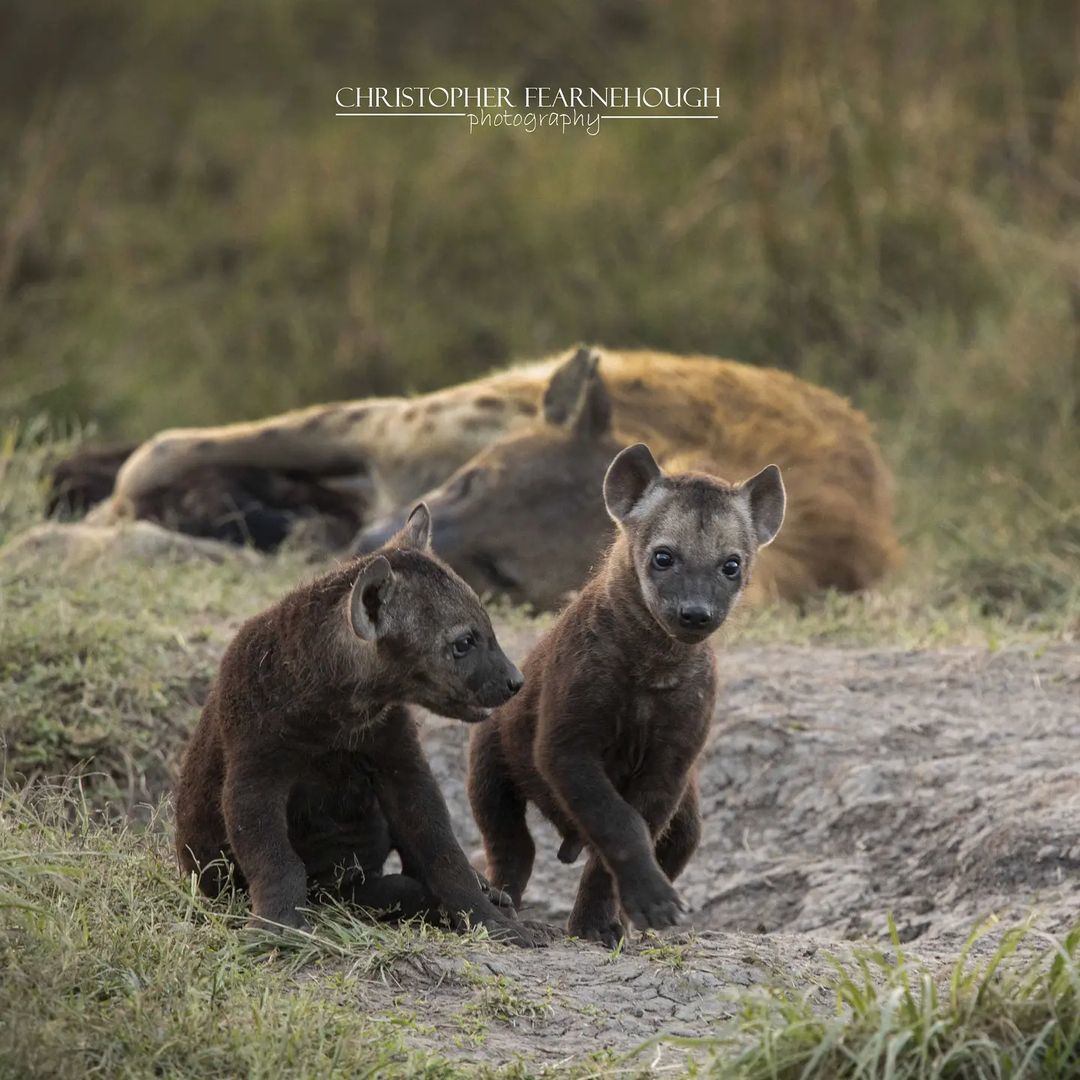 While mom sleeps - Hyena, Spotted Hyena, Young, Predatory animals, Wild animals, wildlife, National park, Masai Mara, Africa, The photo, Dream