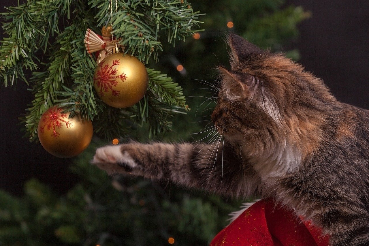 And what is so interesting here ... - cat, Christmas tree, Fluffy, Love, One minute before