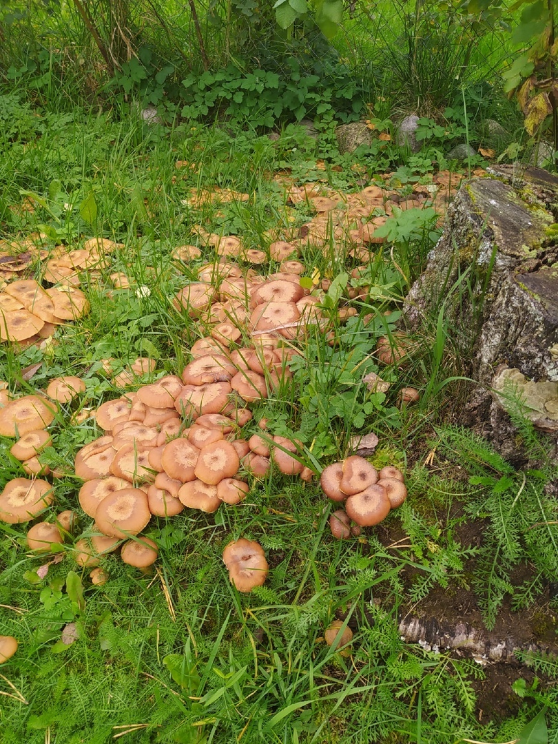 Memories of last autumn - My, Mushrooms, Autumn, Silent hunt, Longpost