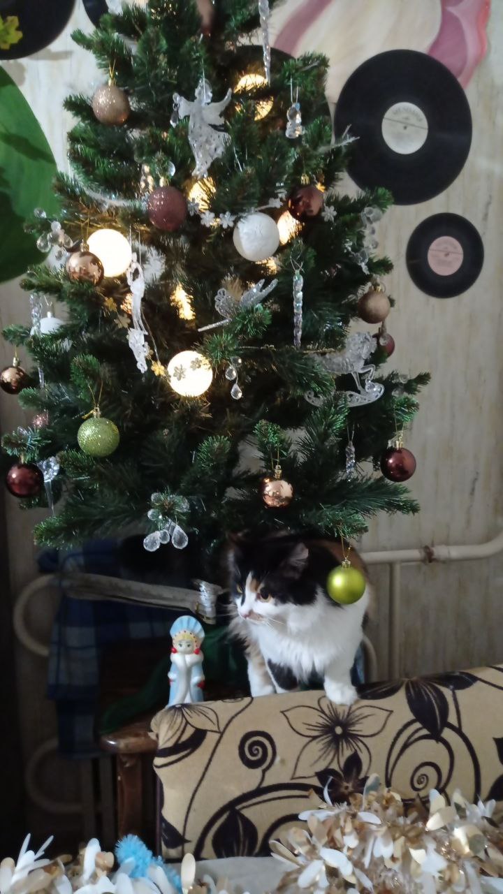 Gift from humans - My, Tricolor cat, cat, New Year, Longpost