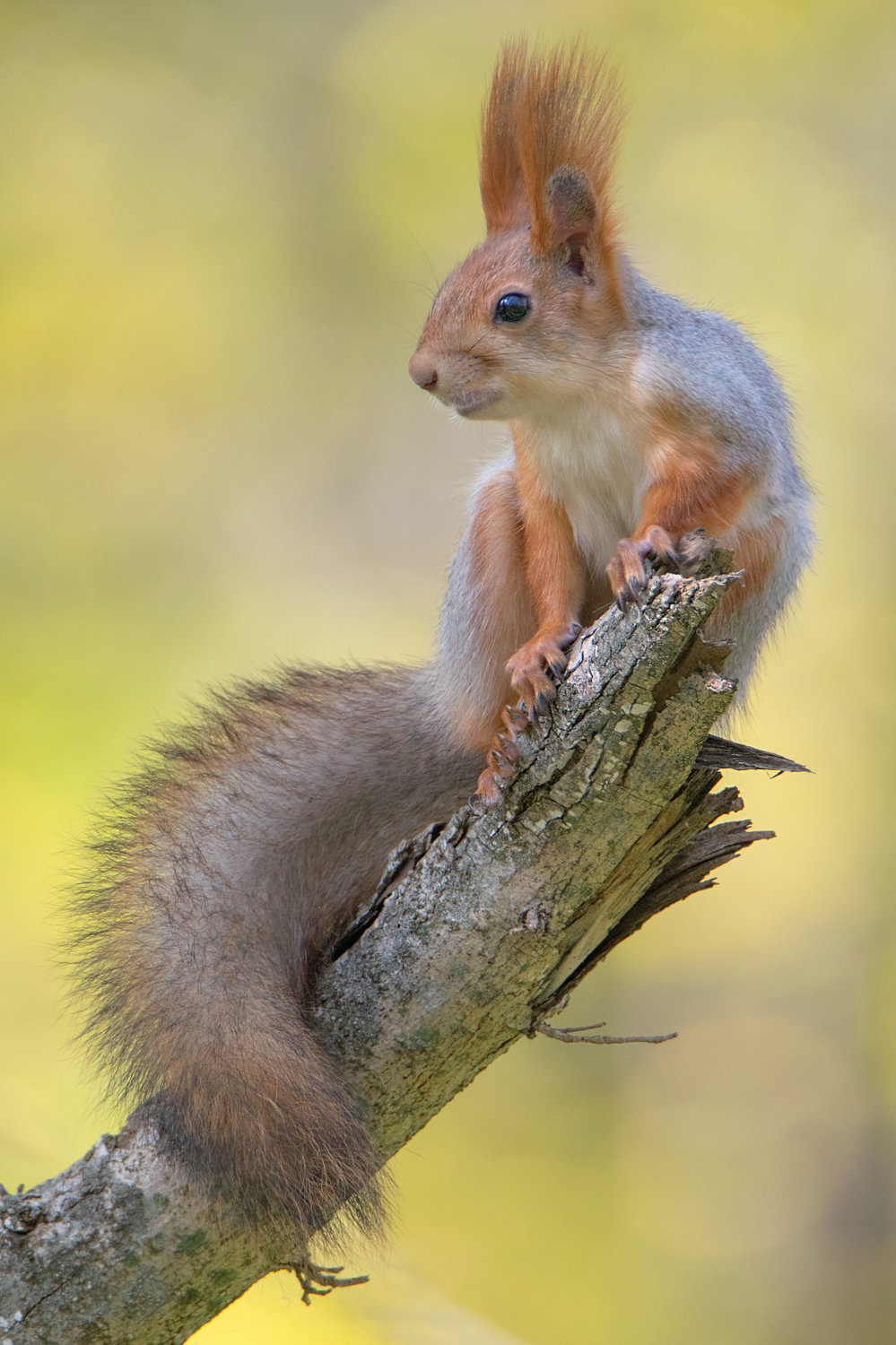 Forest beauty - Squirrel, Rodents, Wild animals, beauty of nature, wildlife, The photo, The national geographic, Stavropol, Milota