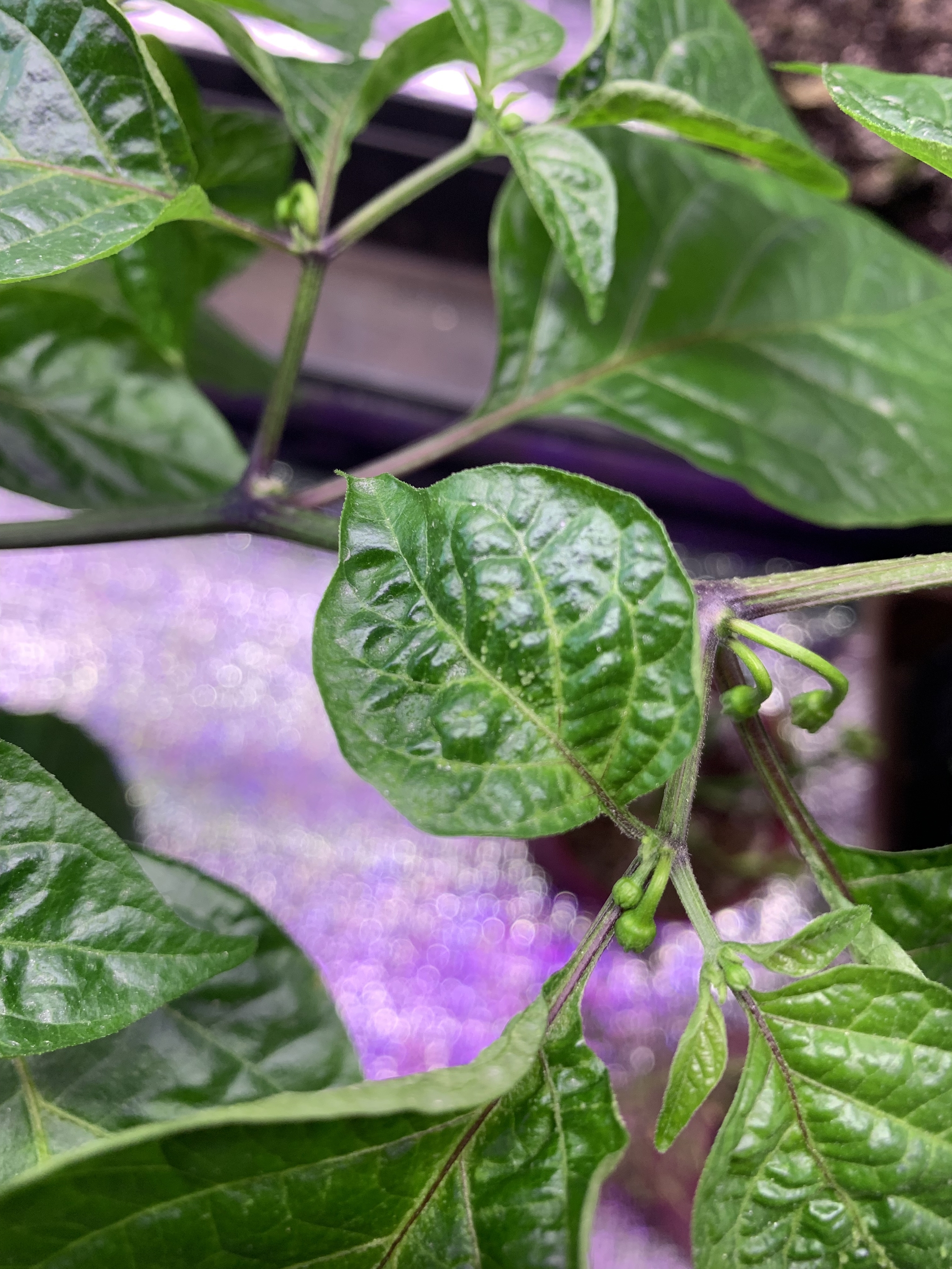 A question for connoisseurs - My, Hot peppers, Disease, Plants, Need advice, Longpost