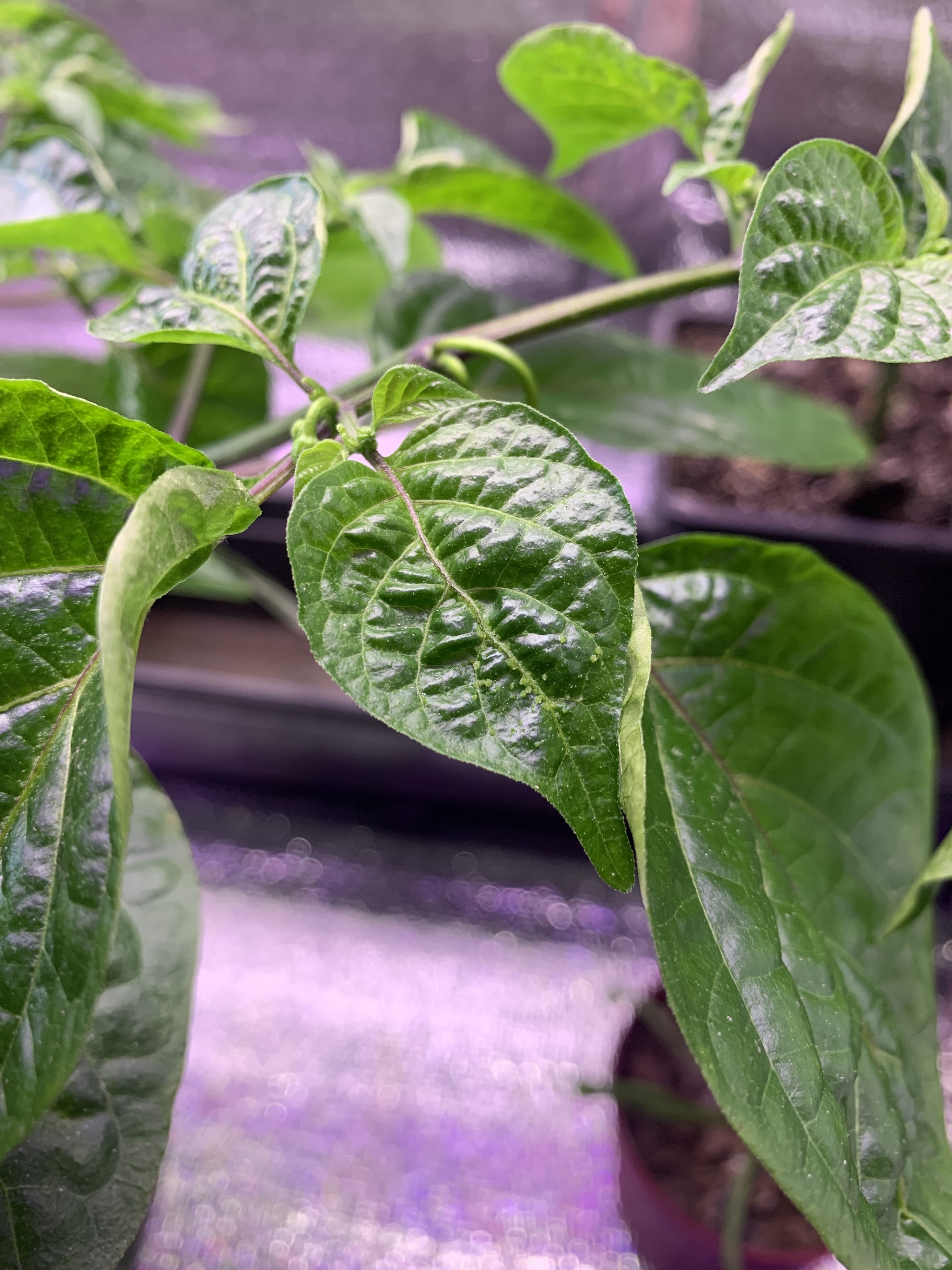 A question for connoisseurs - My, Hot peppers, Disease, Plants, Need advice, Longpost