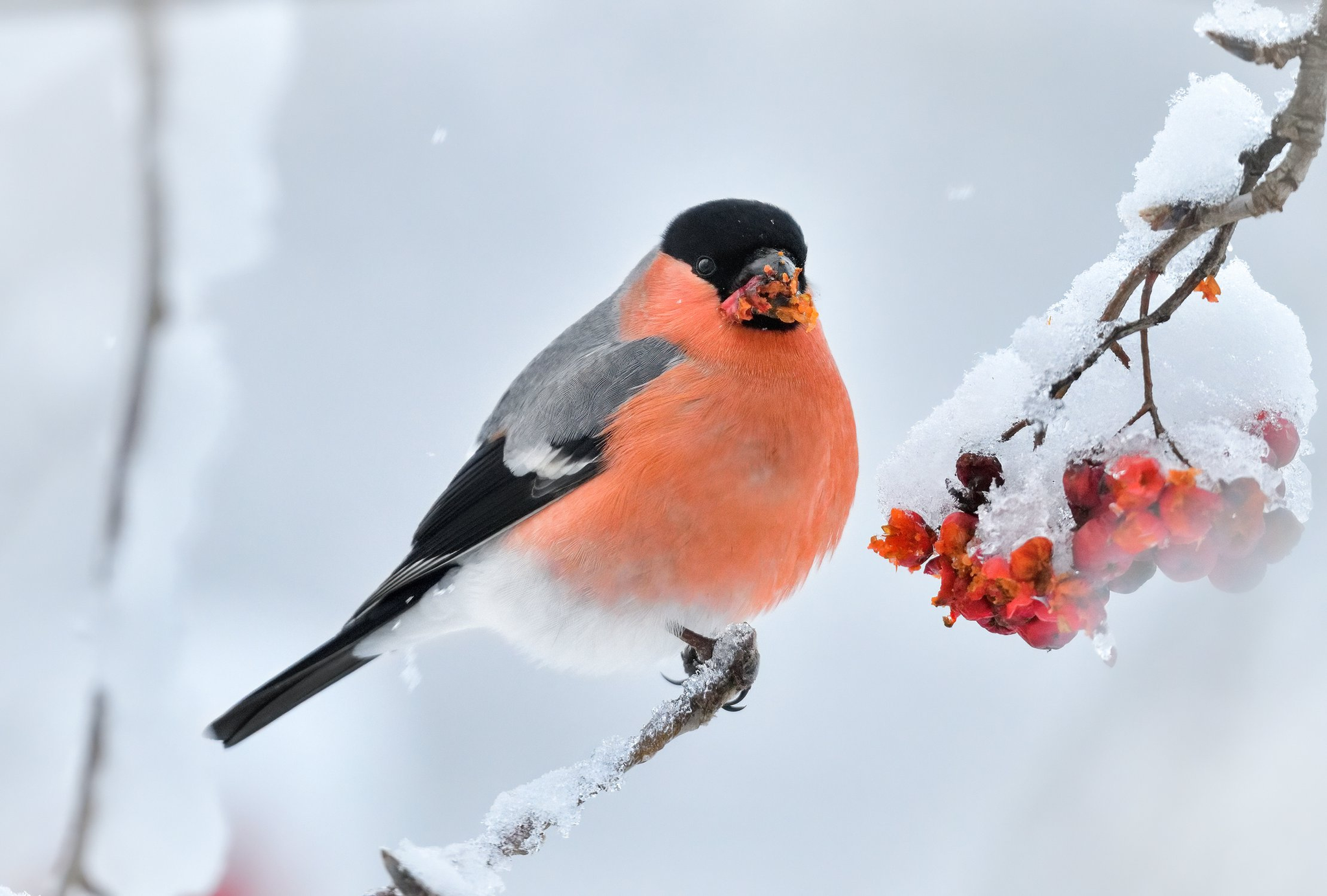 Glutton - Bullfinches, Family finchidae, Passeriformes, Birds, Tula region, Tula, Rowan, beauty of nature, The national geographic, The photo, The park