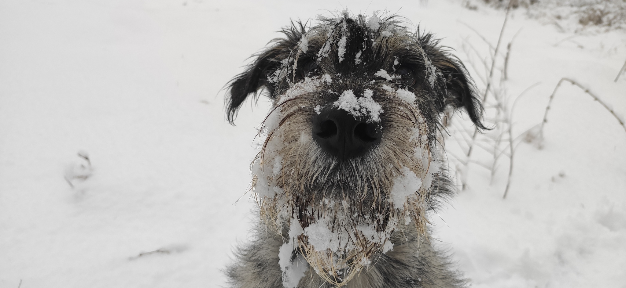 Just a selfie - My, Winter, Standard Schnauzer, The photo, Dog